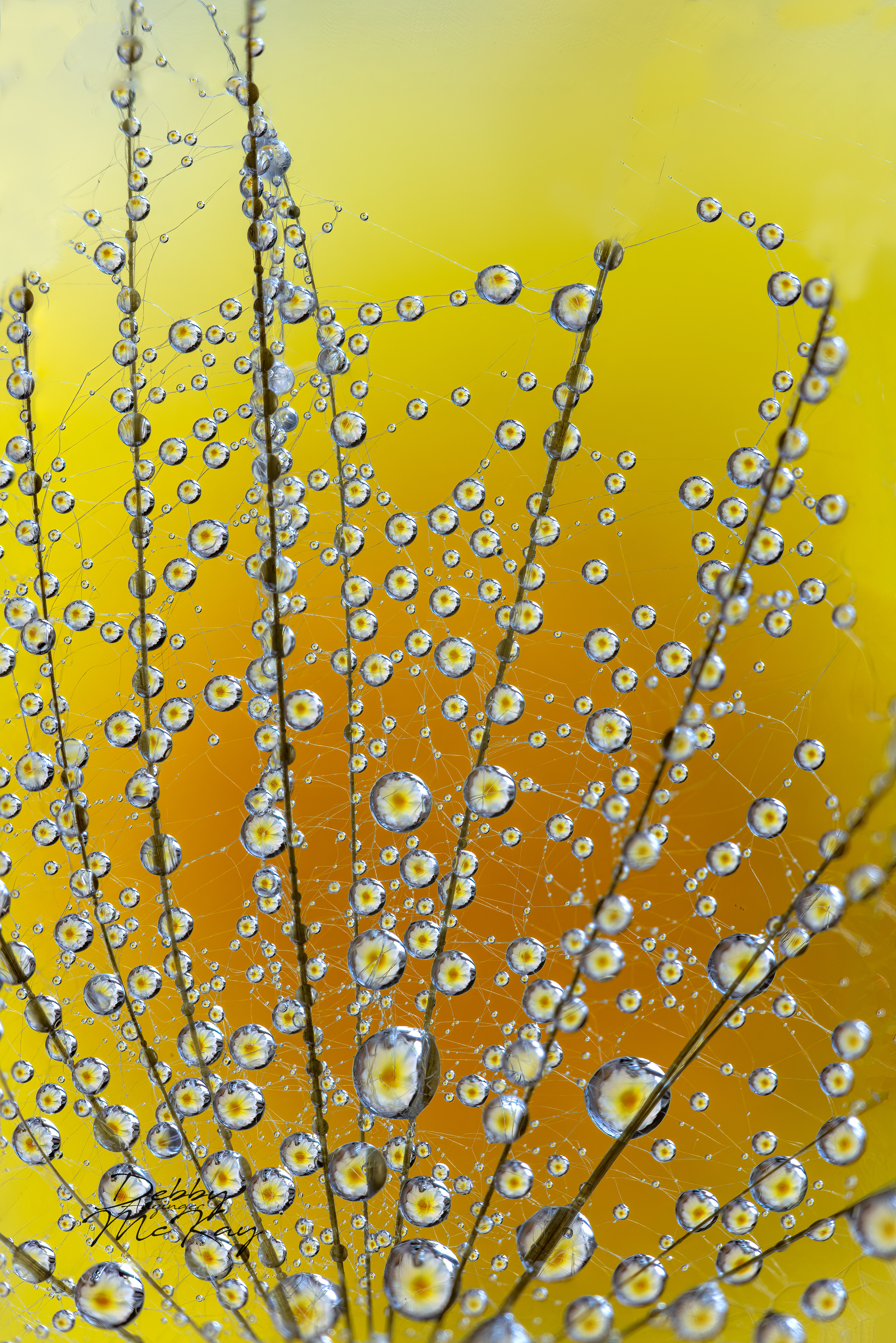 Waterdrop Refractions