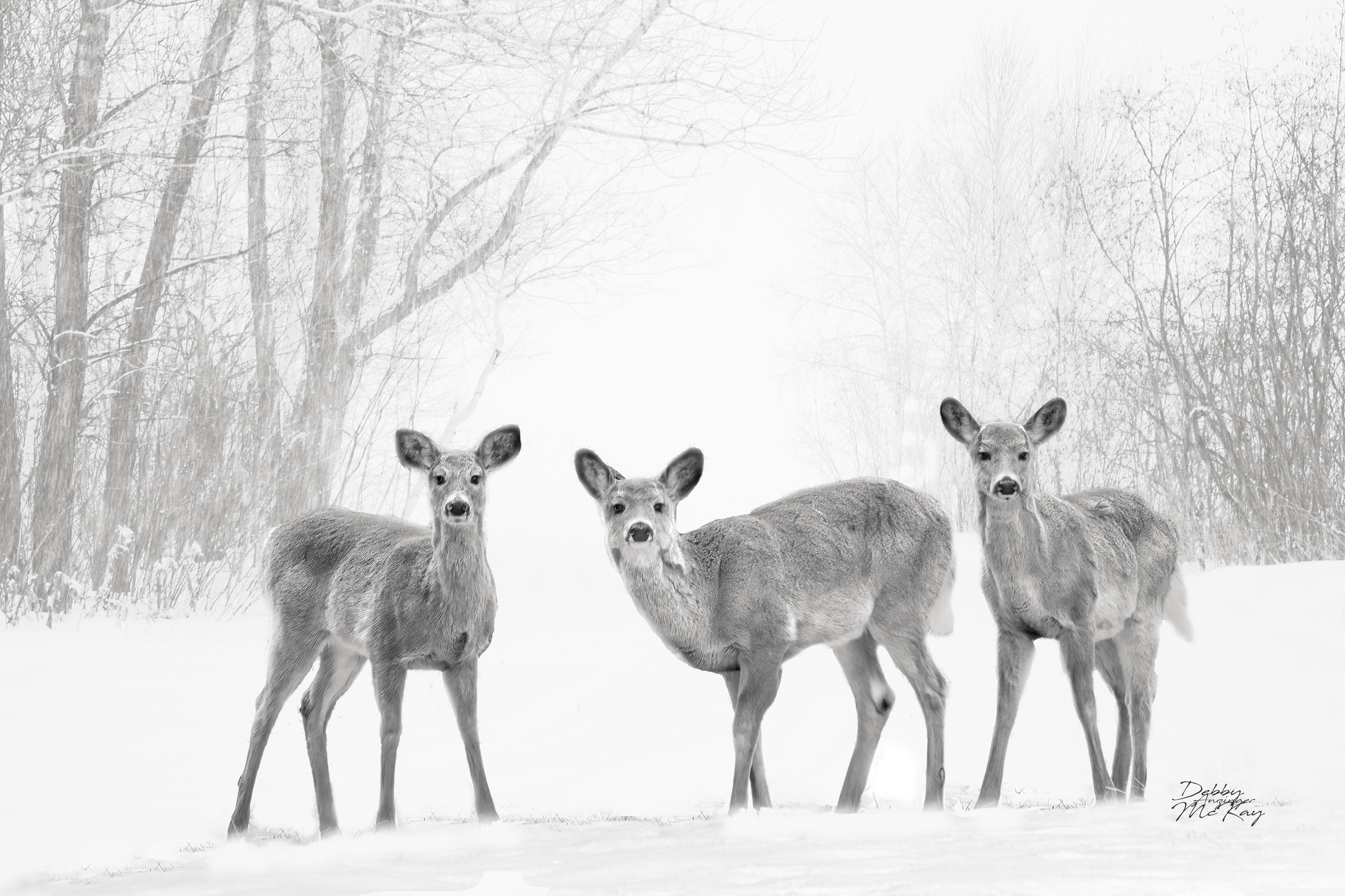 Deer in snow