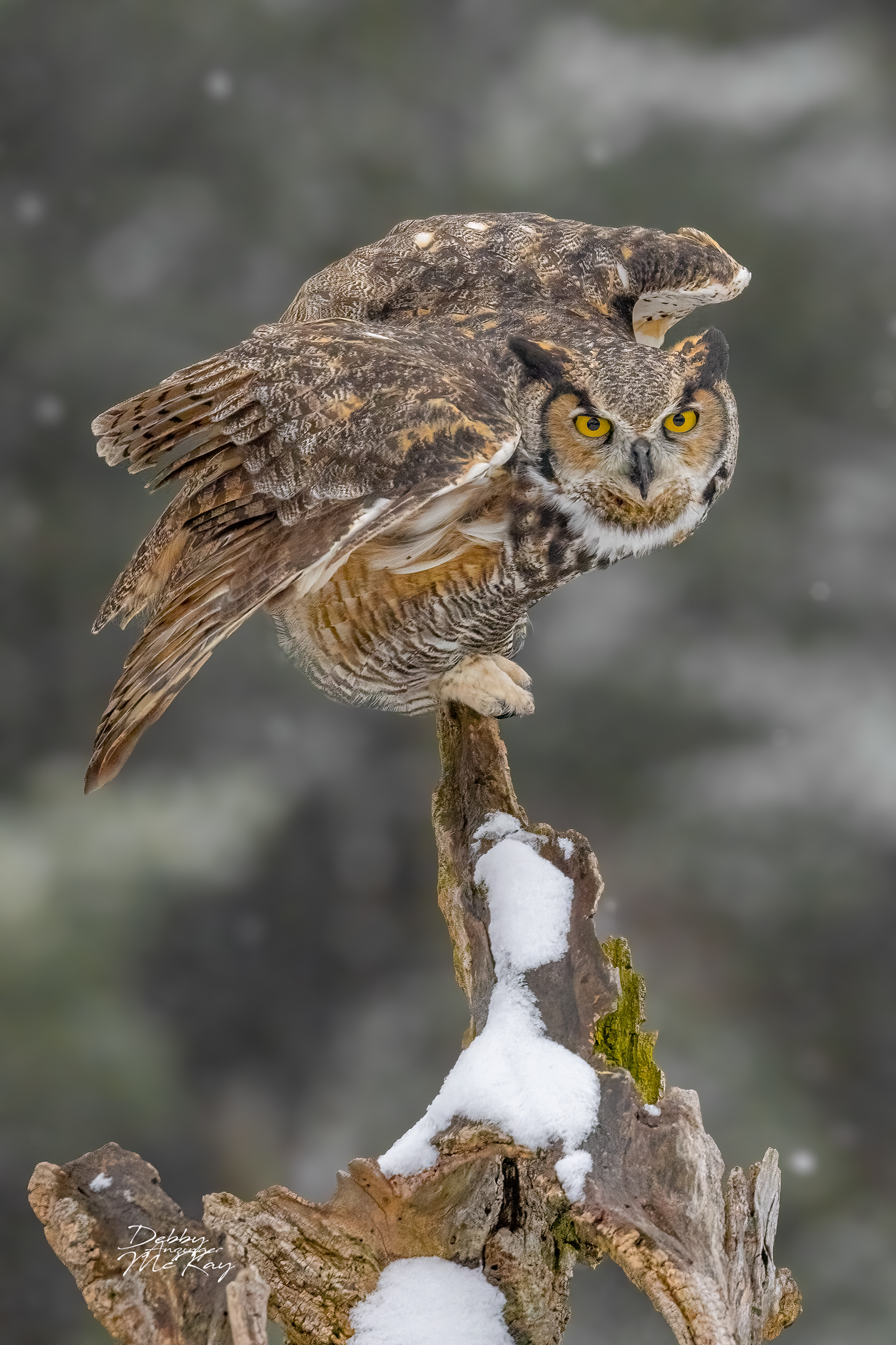 Great Horned Owl