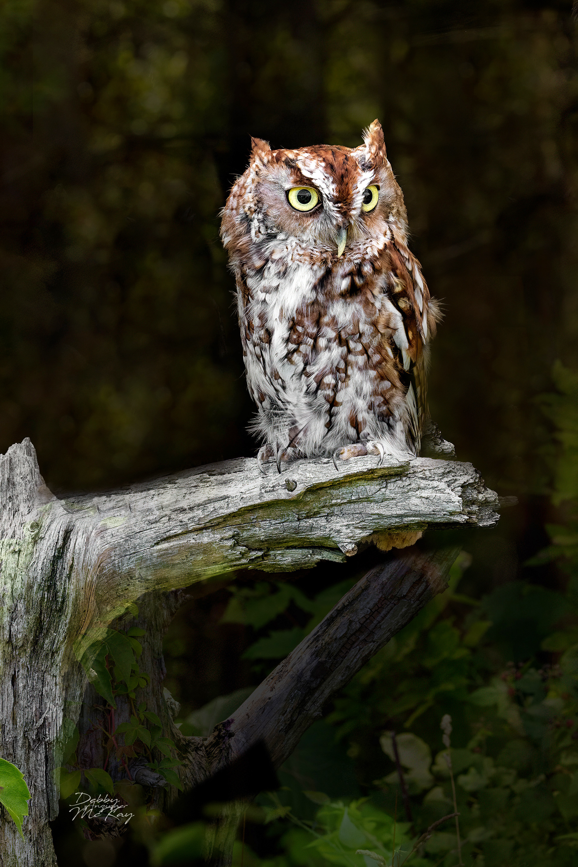 Eastern Screech Owl