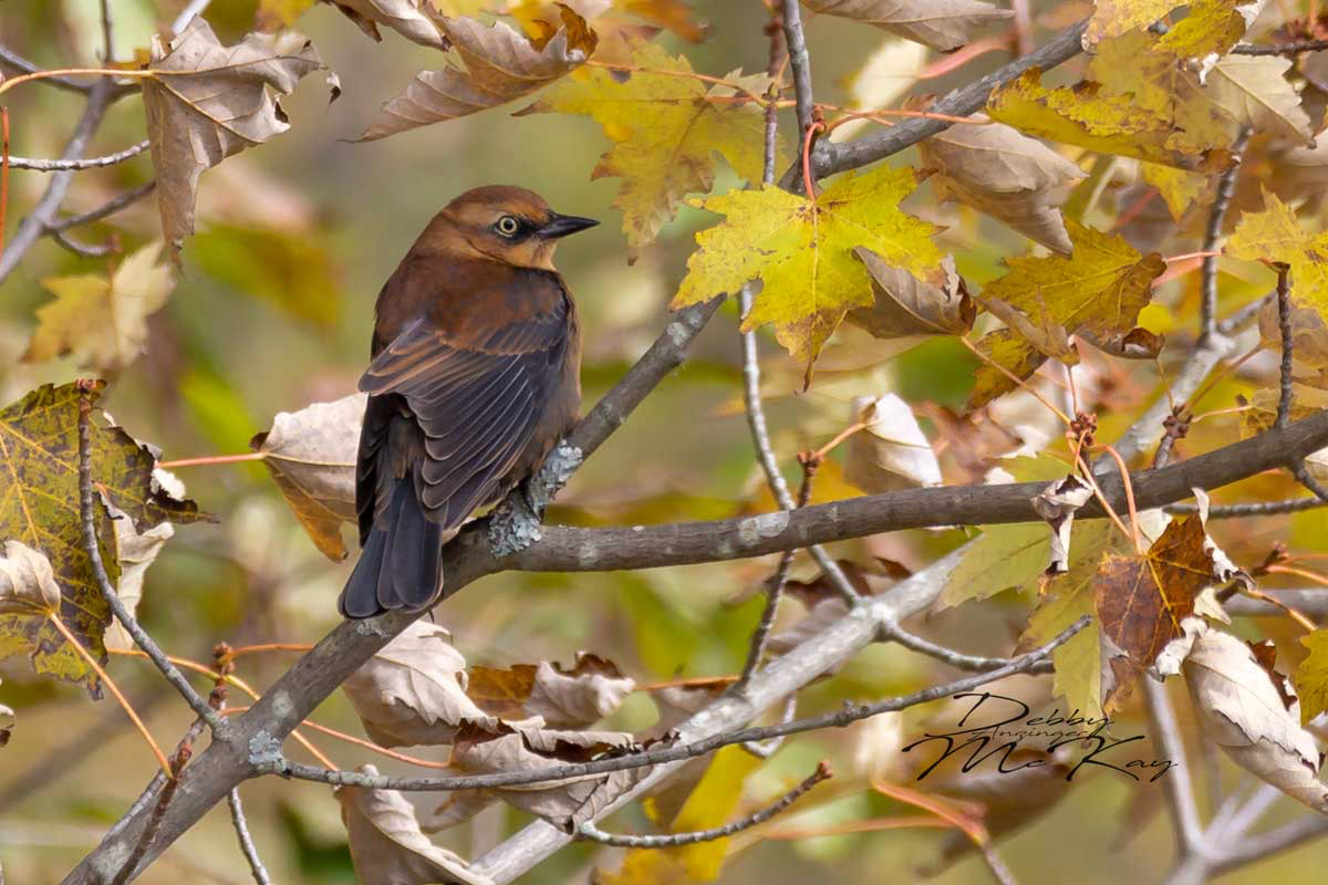Rusty Black Bird