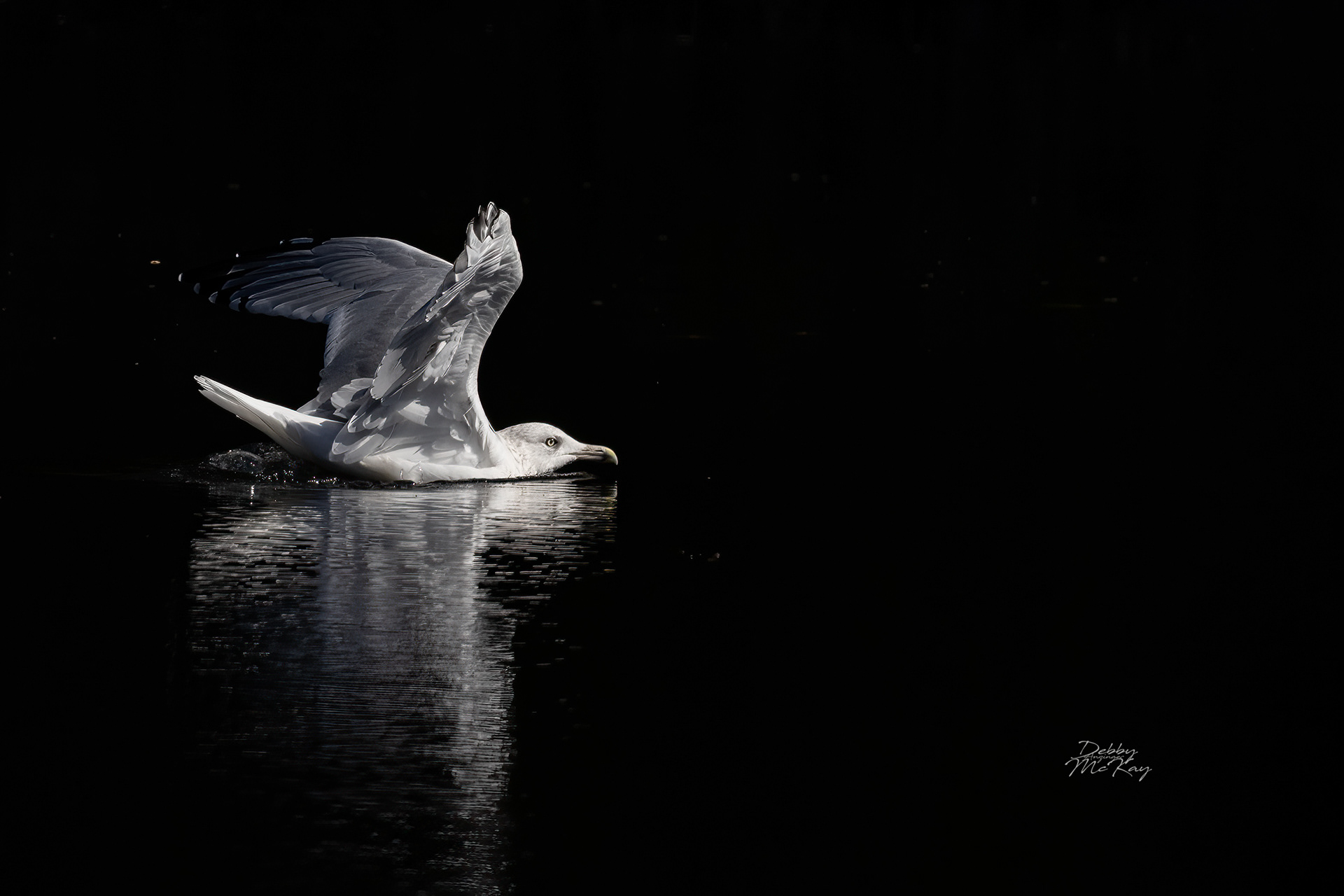 Herring Gull