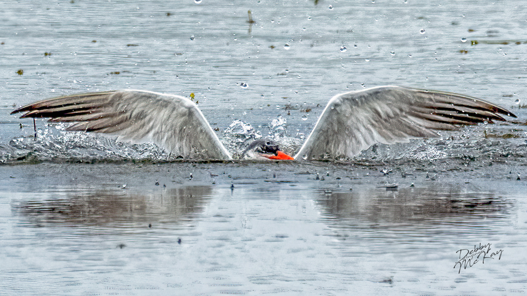 Caspian Tern