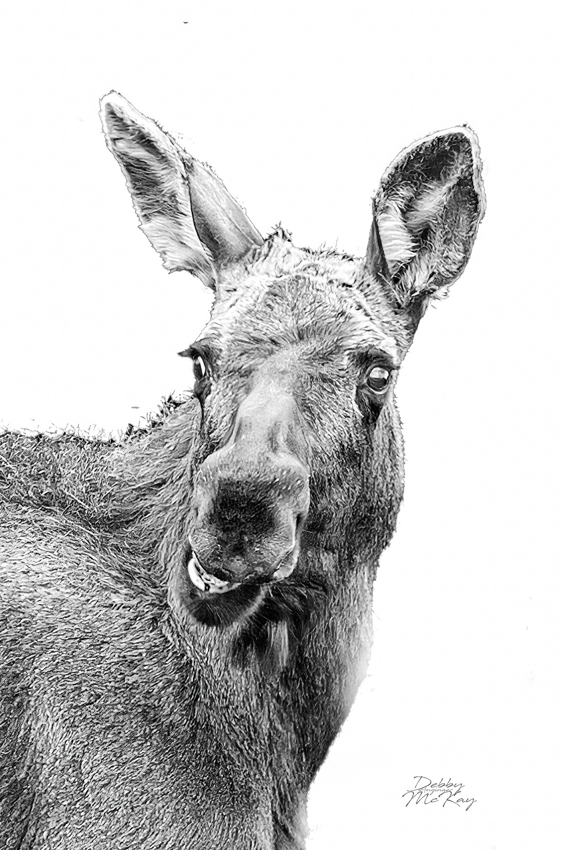 Smiling Moose