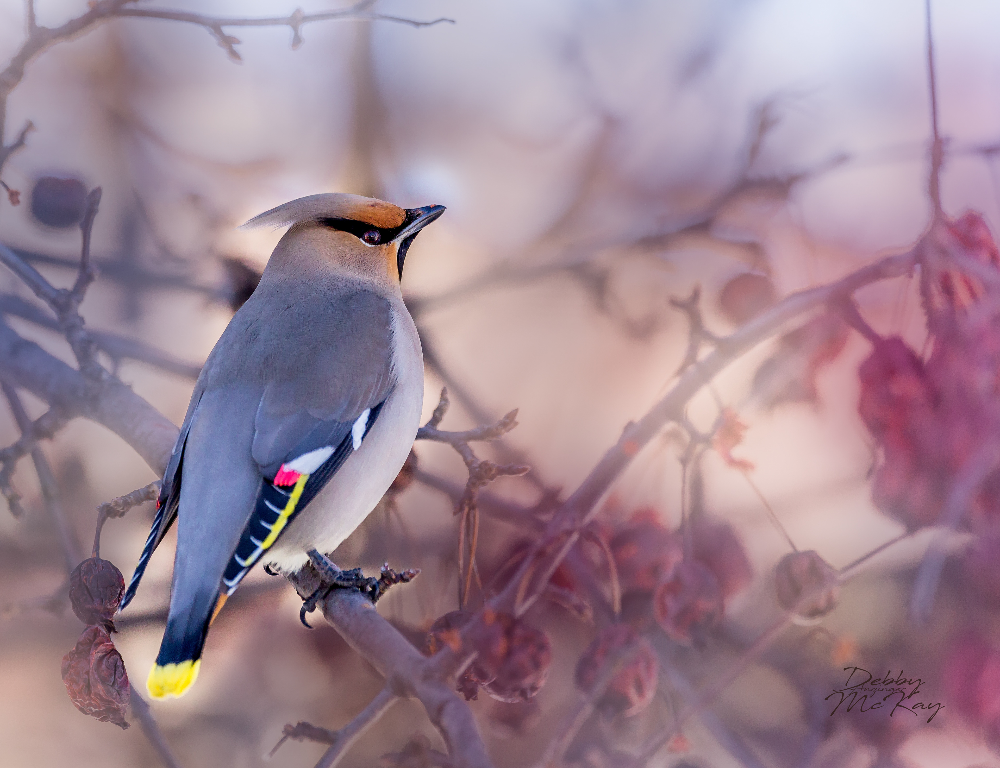 Bohemian Waxwing