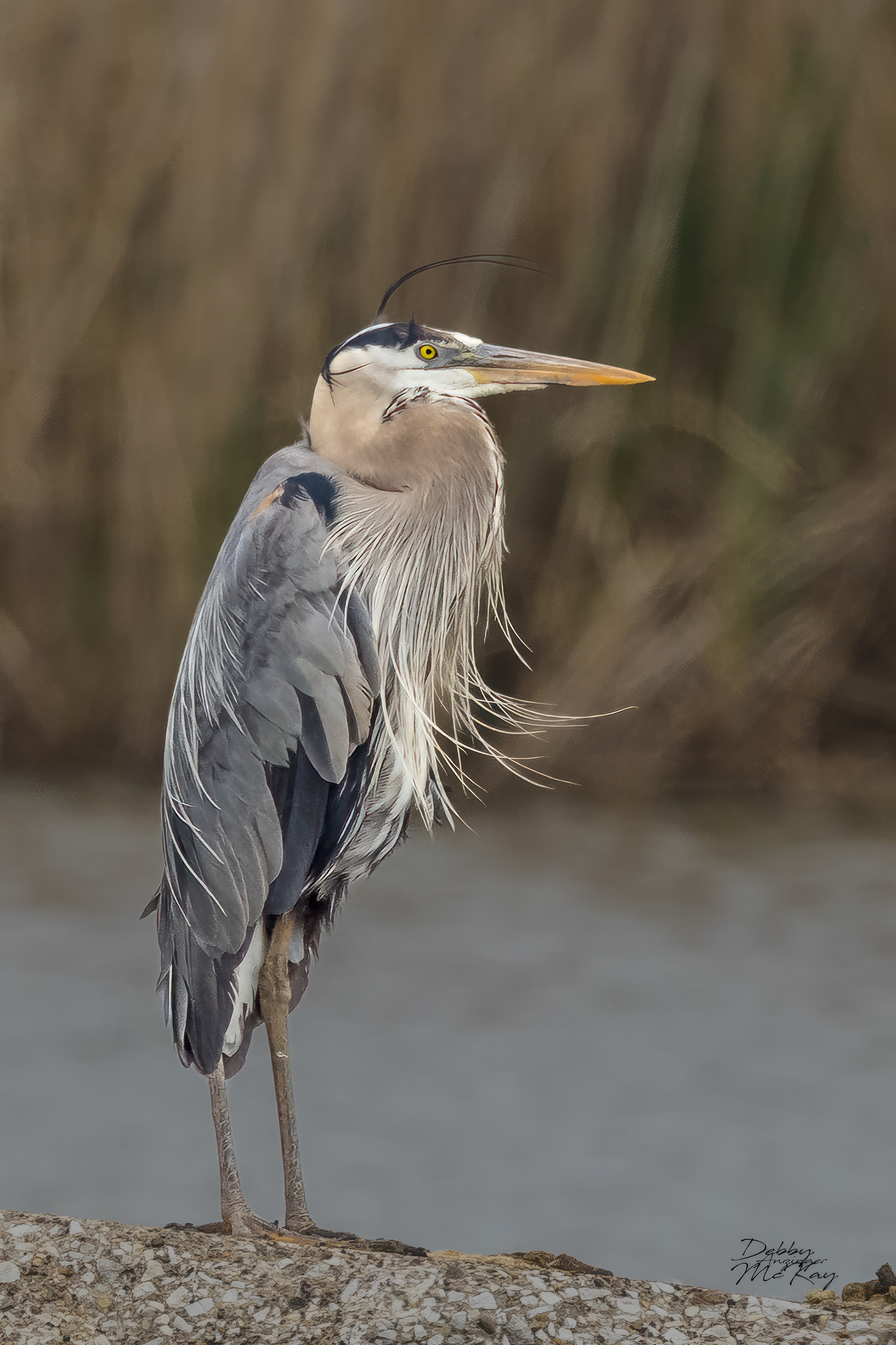 Great Blue Heron