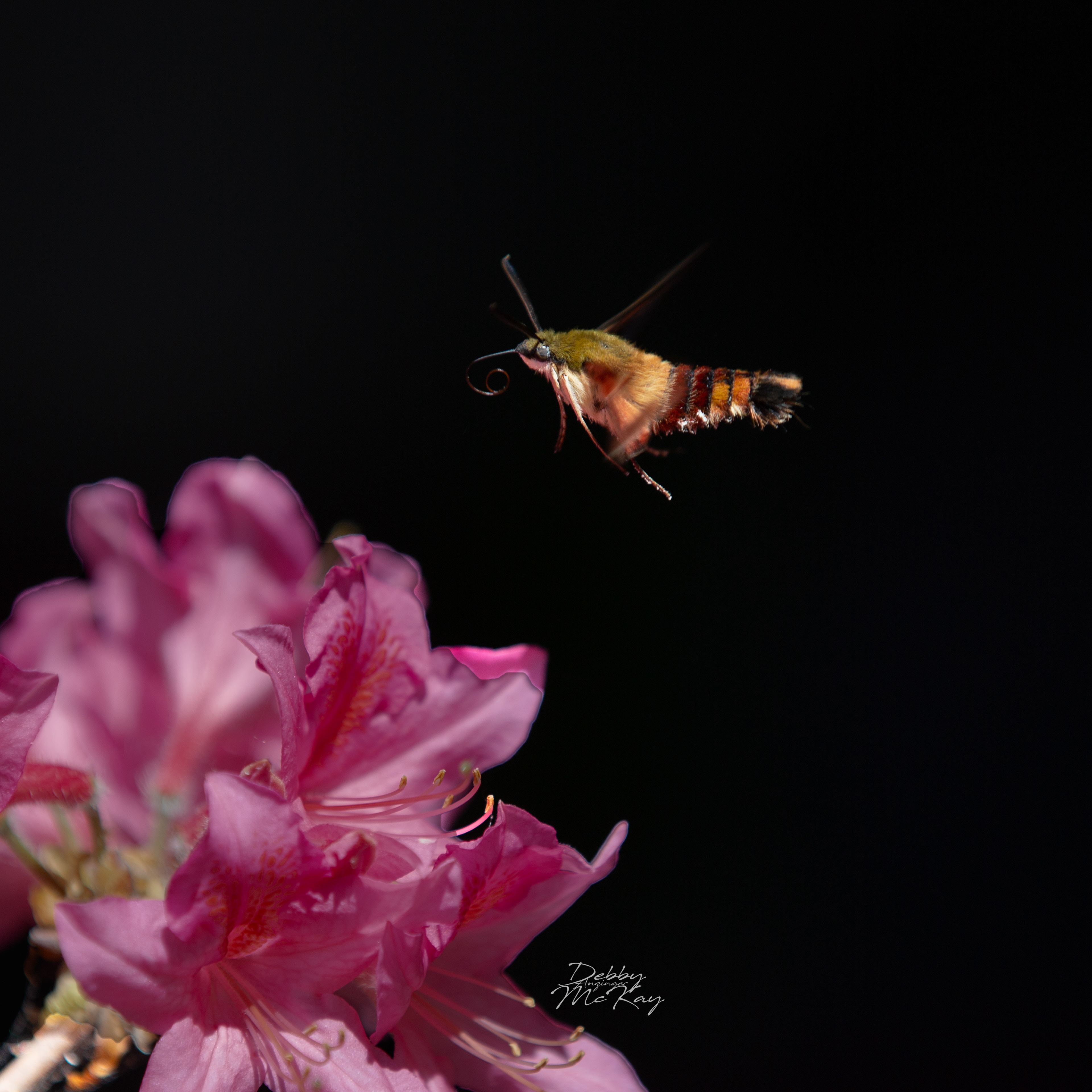 Hummingbird Clearwing Moth