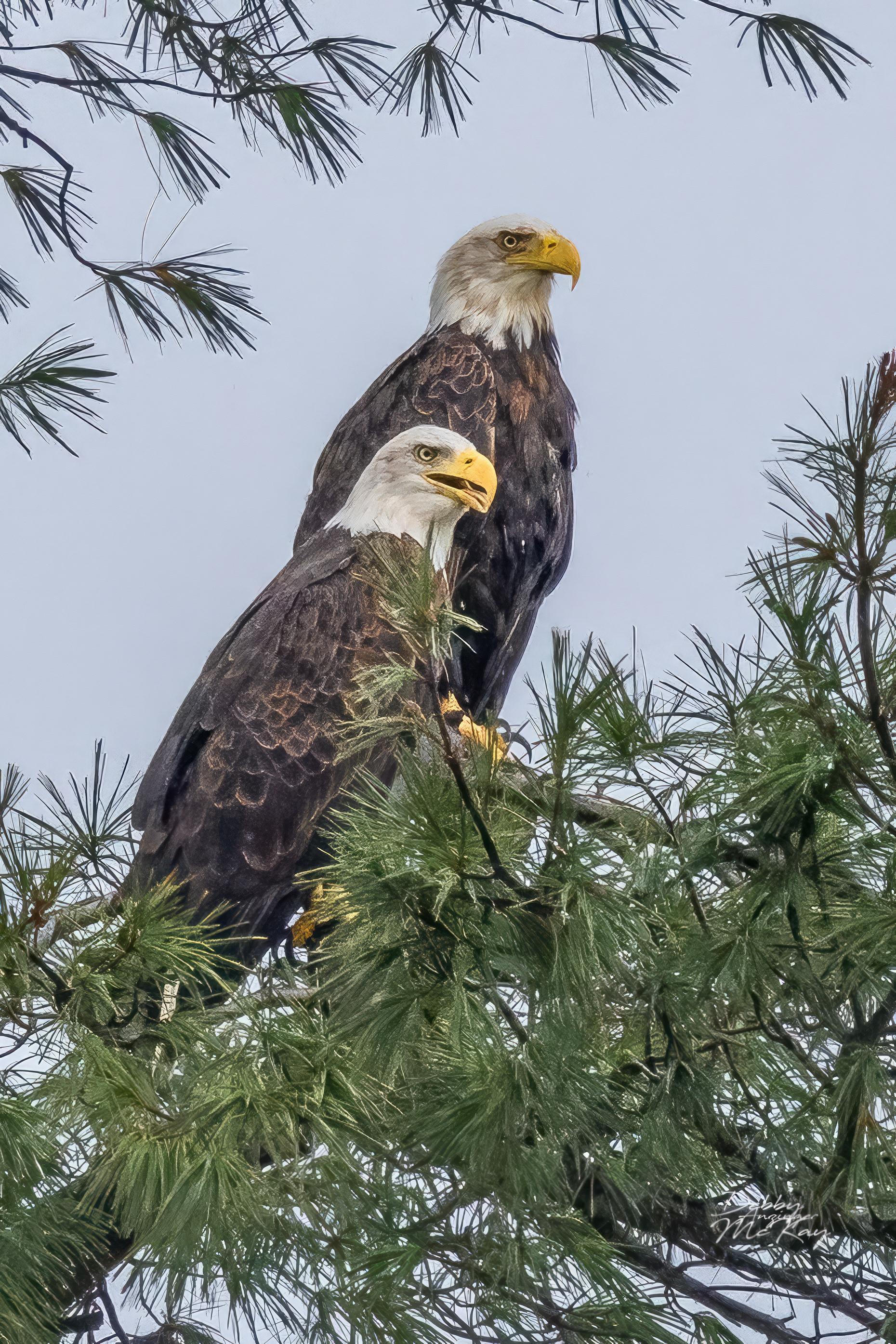 Two Amigos (Bald Eagles)