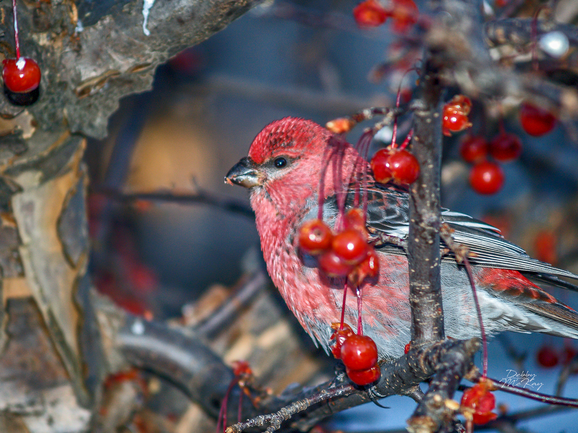Pine Grosbeak (Male)