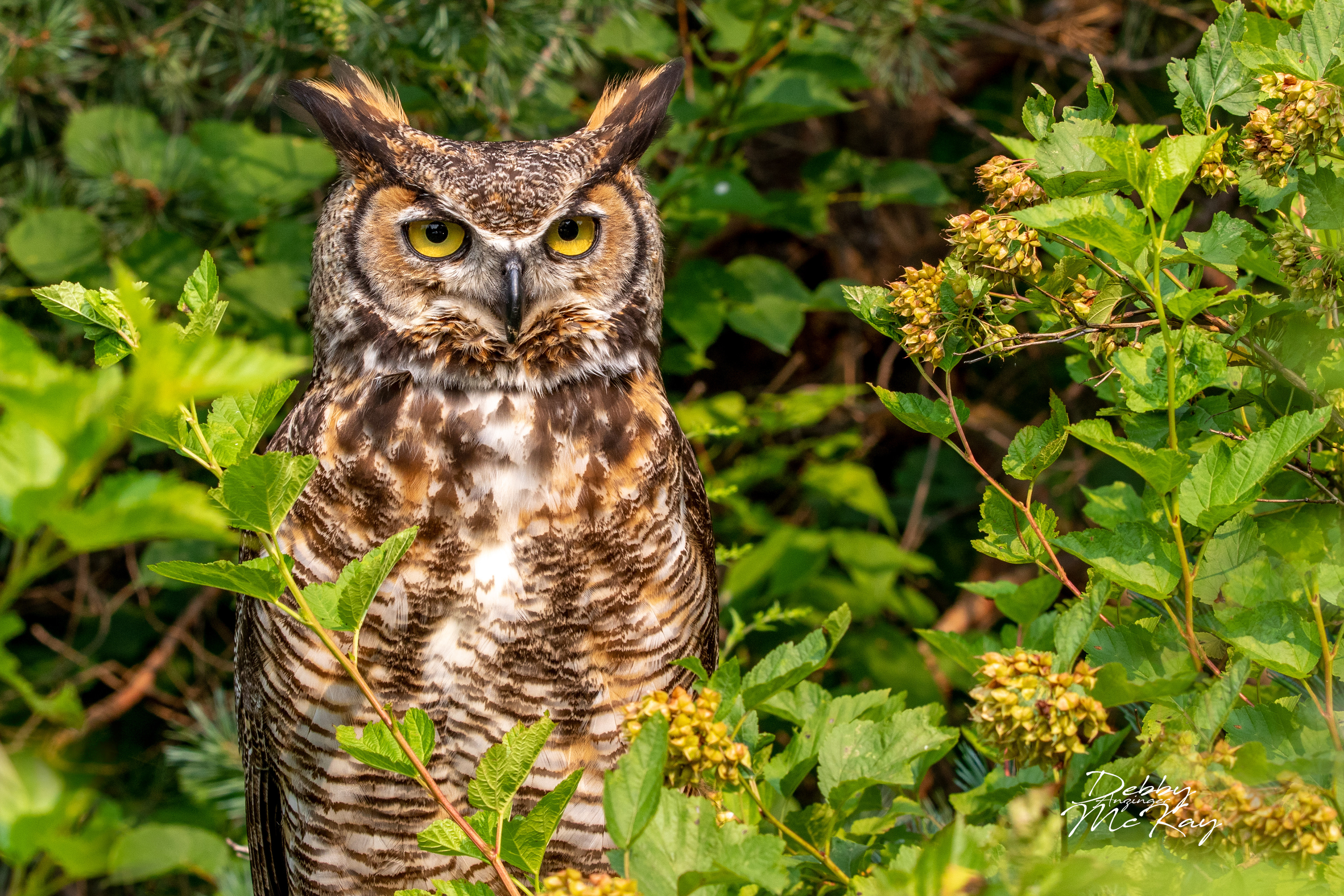 Great Horned Owl