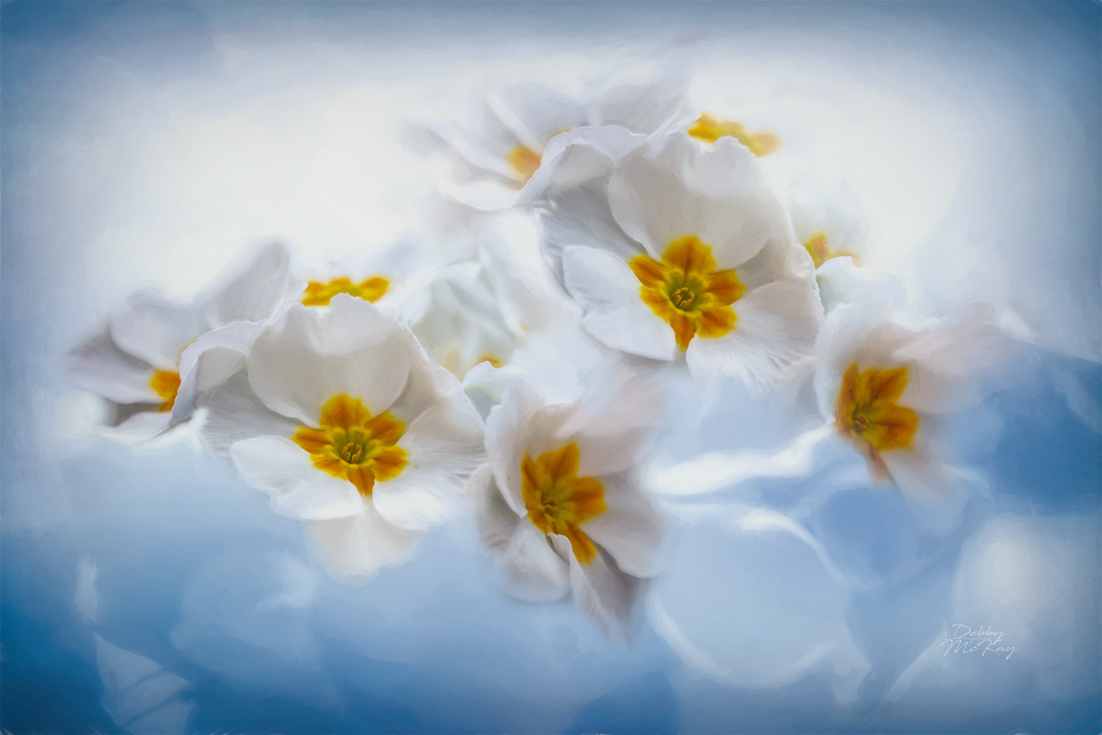 Primrose