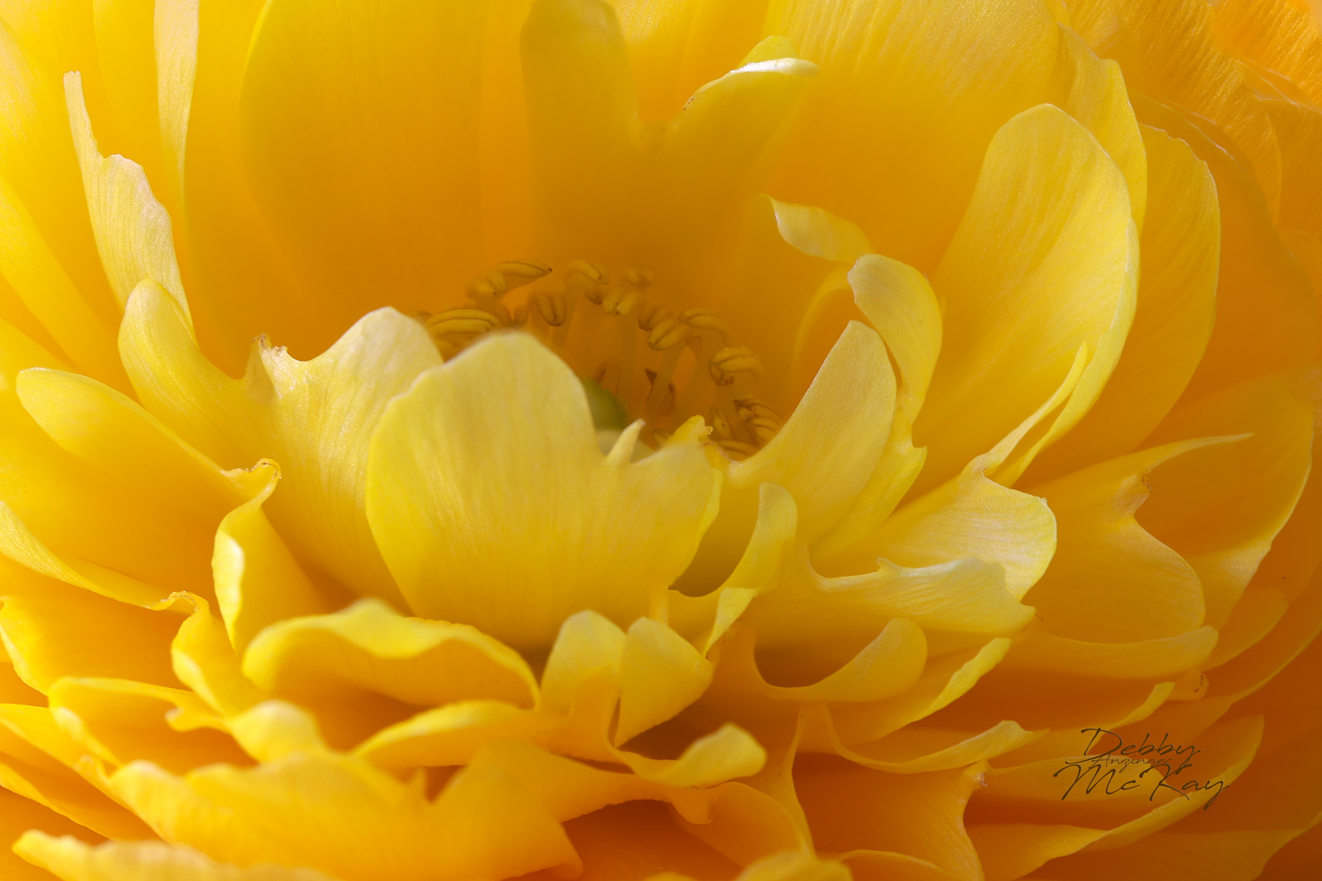 Ranunculus