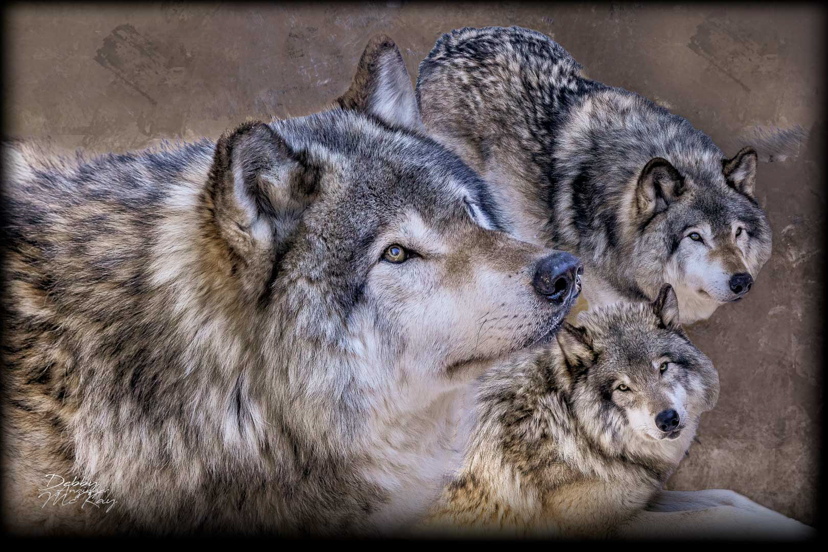 WOLF PACK #1