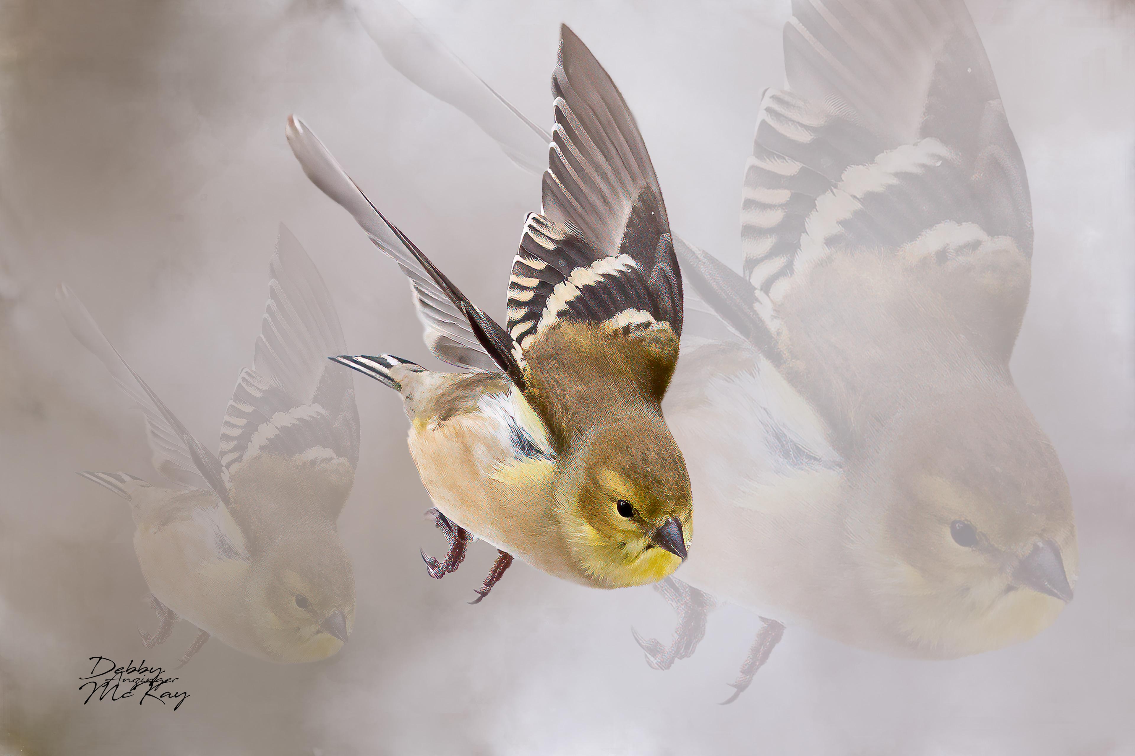 AMERICAN GOLDFINCH