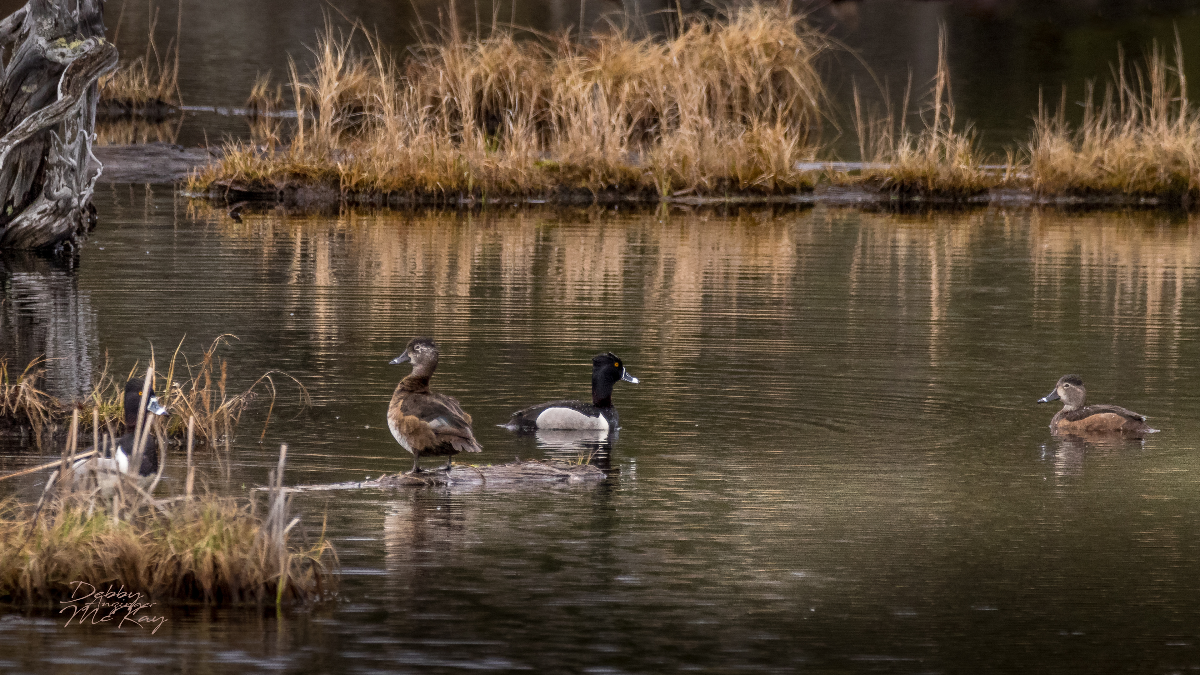 Ducks on a log
