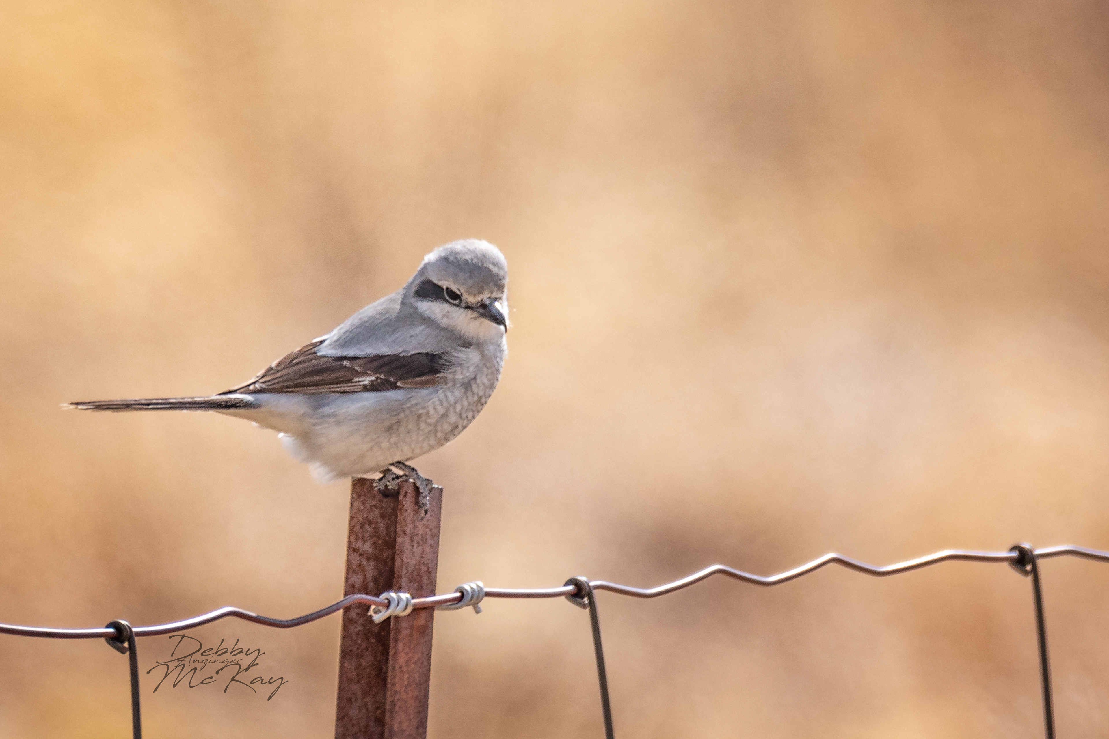 Northern Shrike
