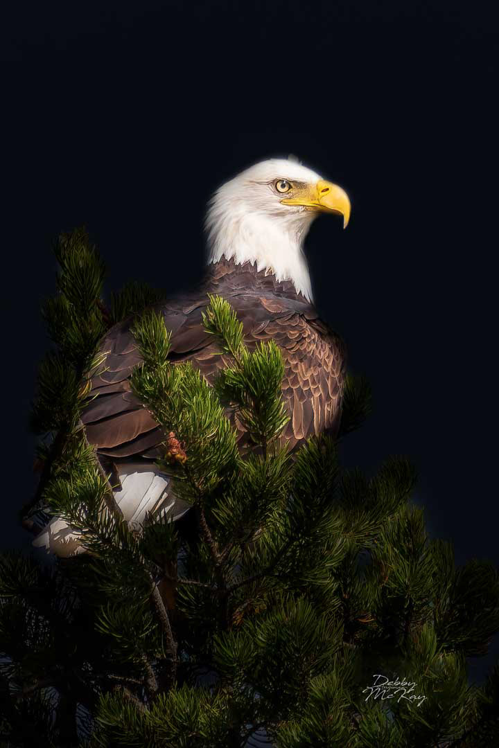 Bald Eagle