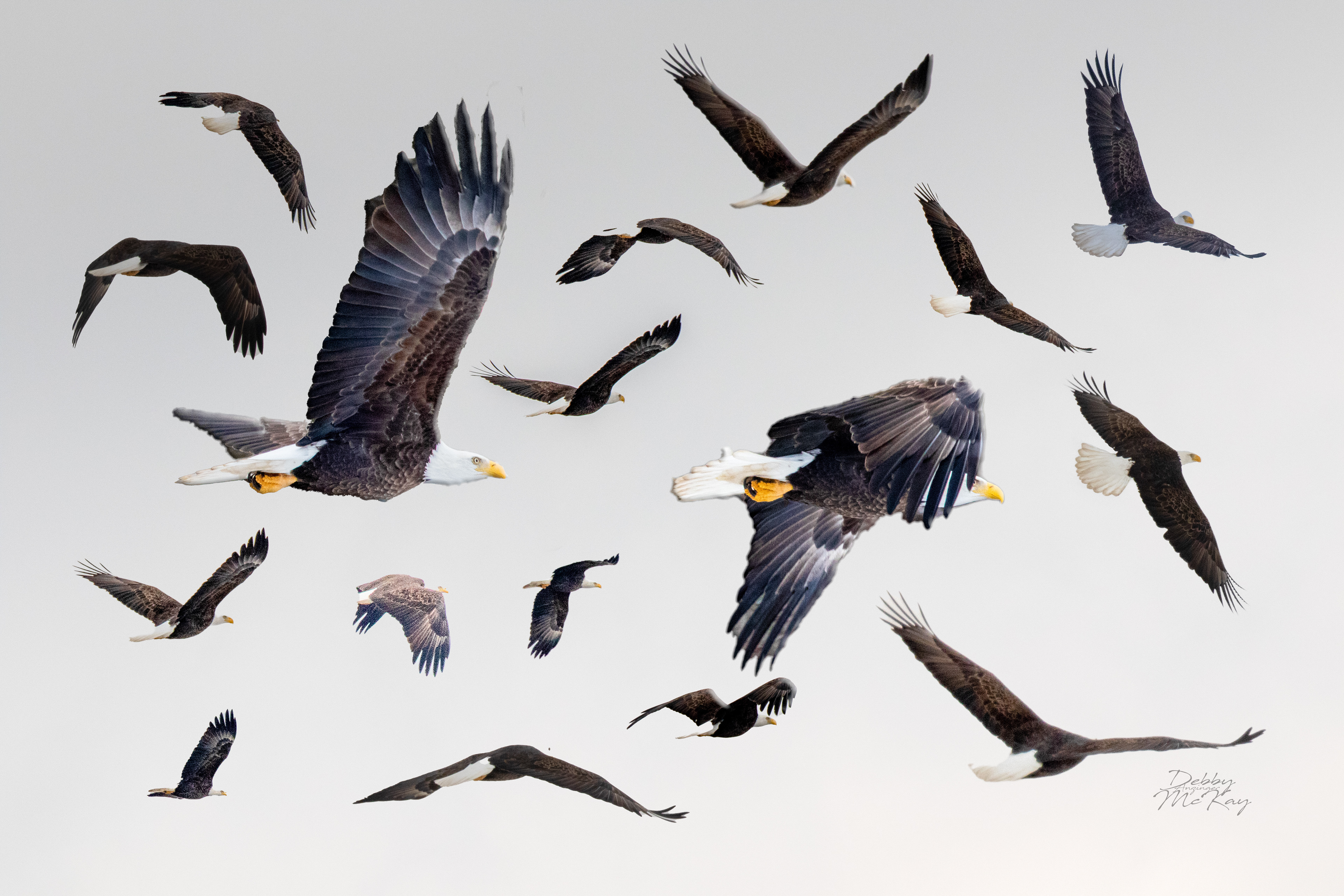 Bald Eagles in flight (composite)