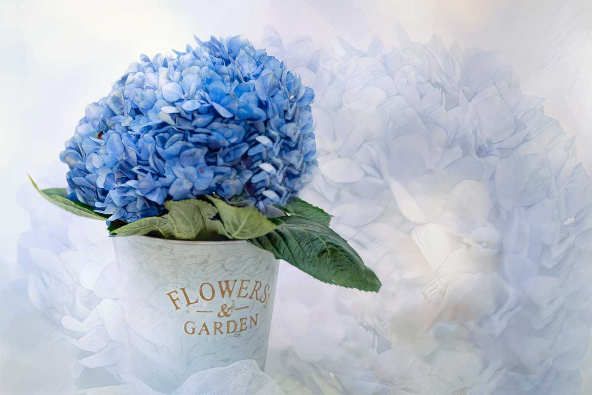 Hydrangea
