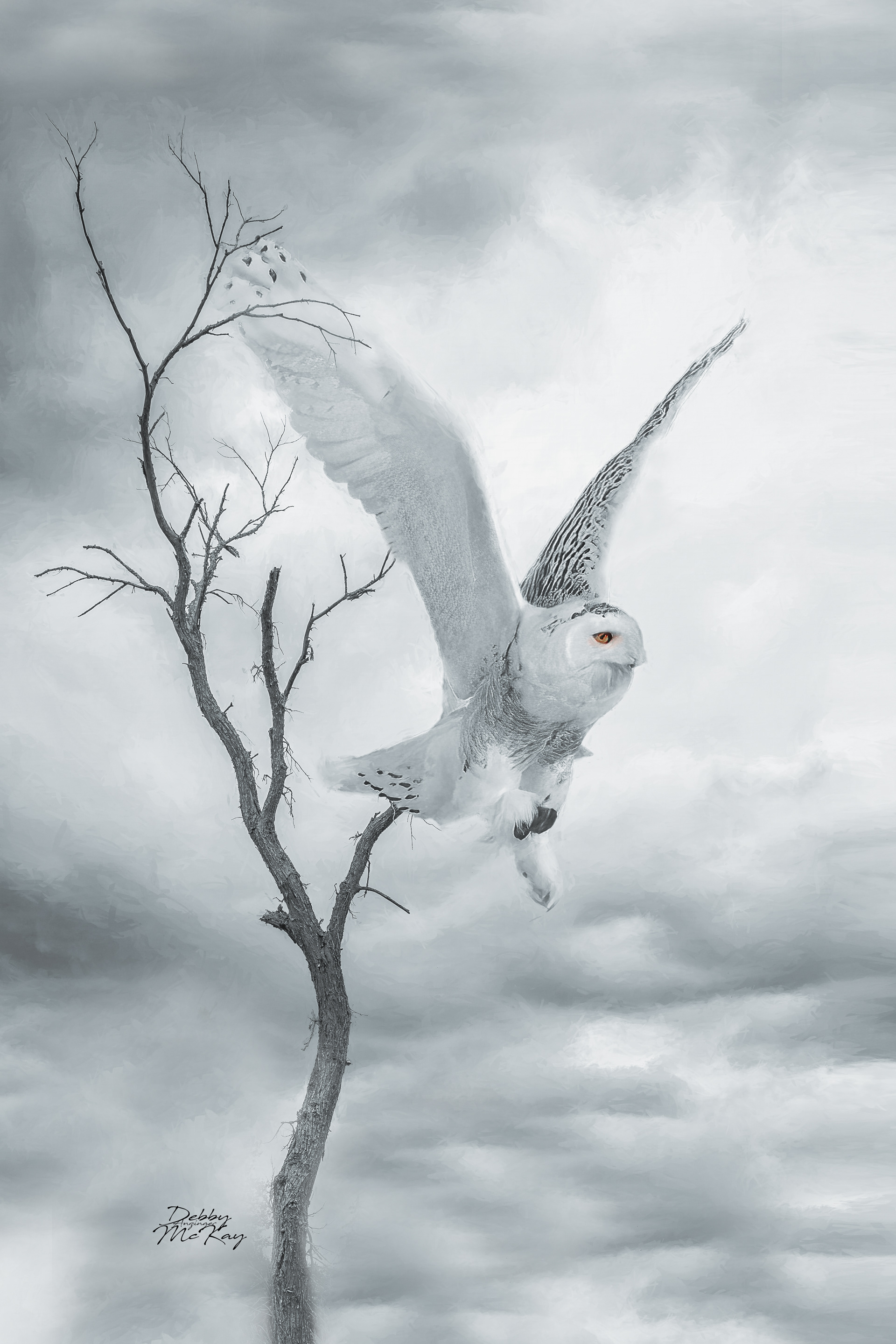 Snowy Owl take off