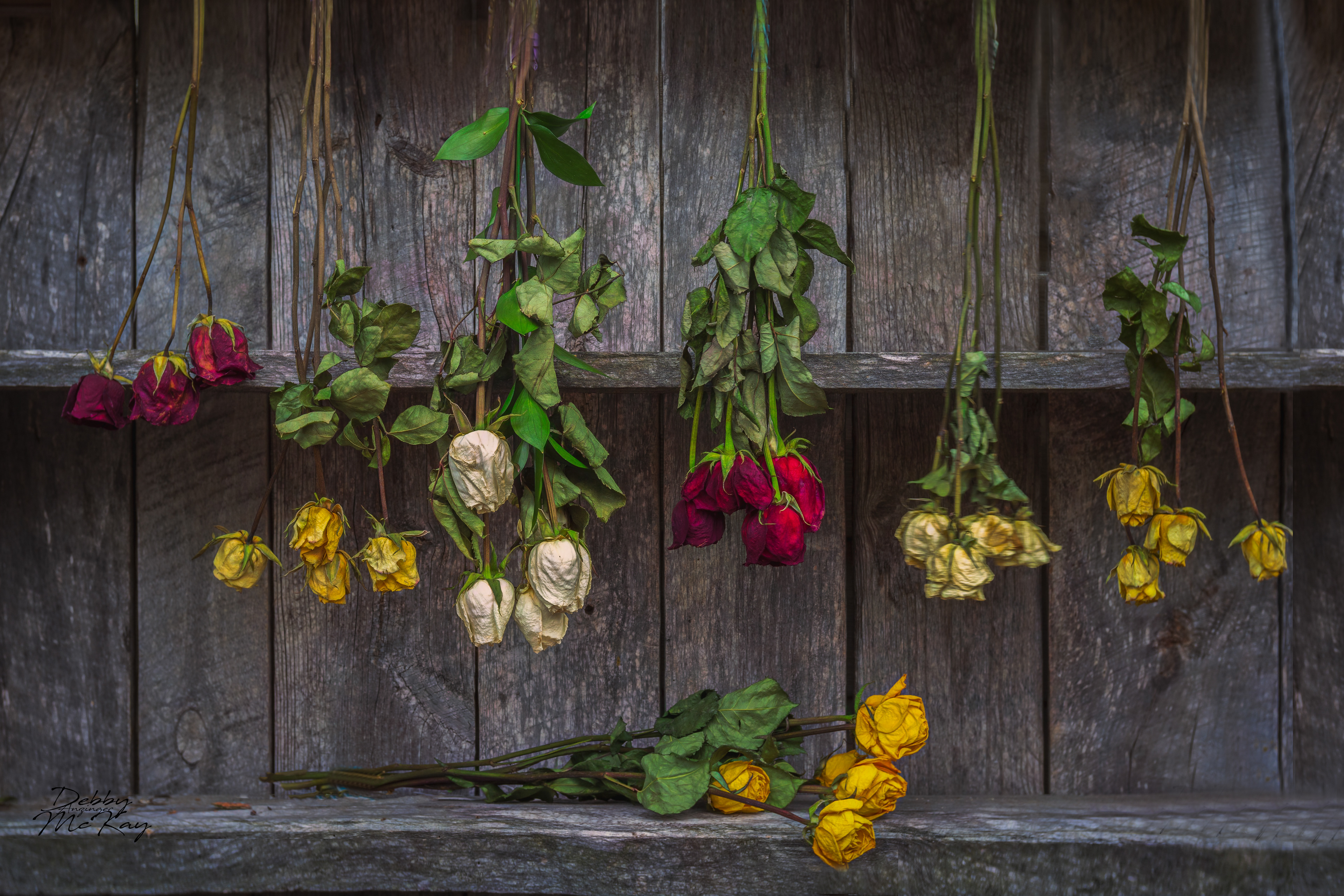 Hanging Roses