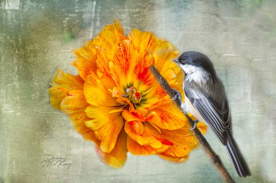 Chickadee and flower