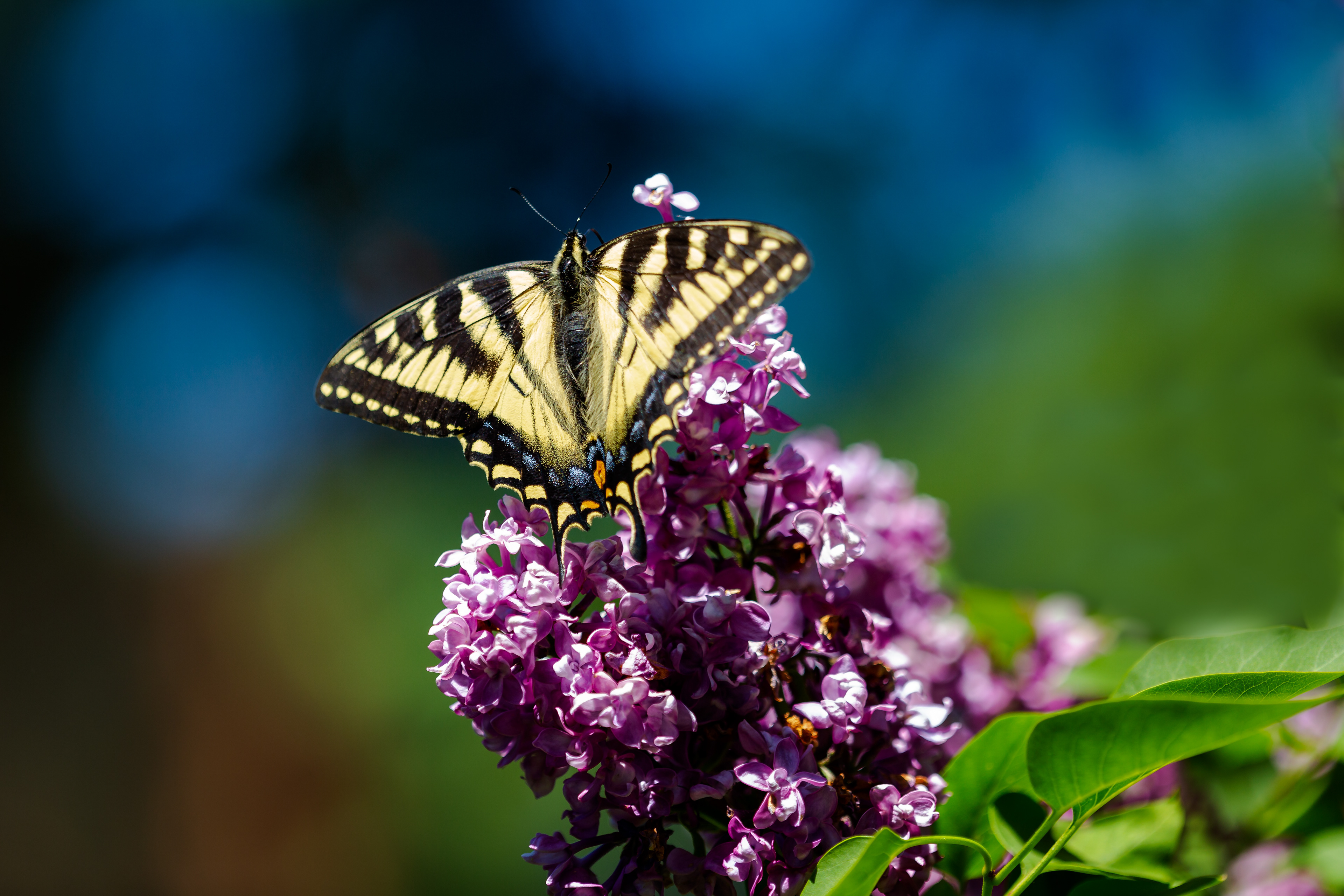 Tiger Swallowtail Butterfly