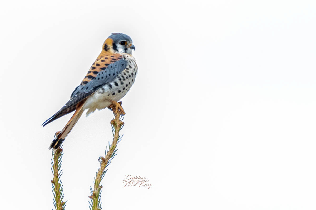 American Kestrel