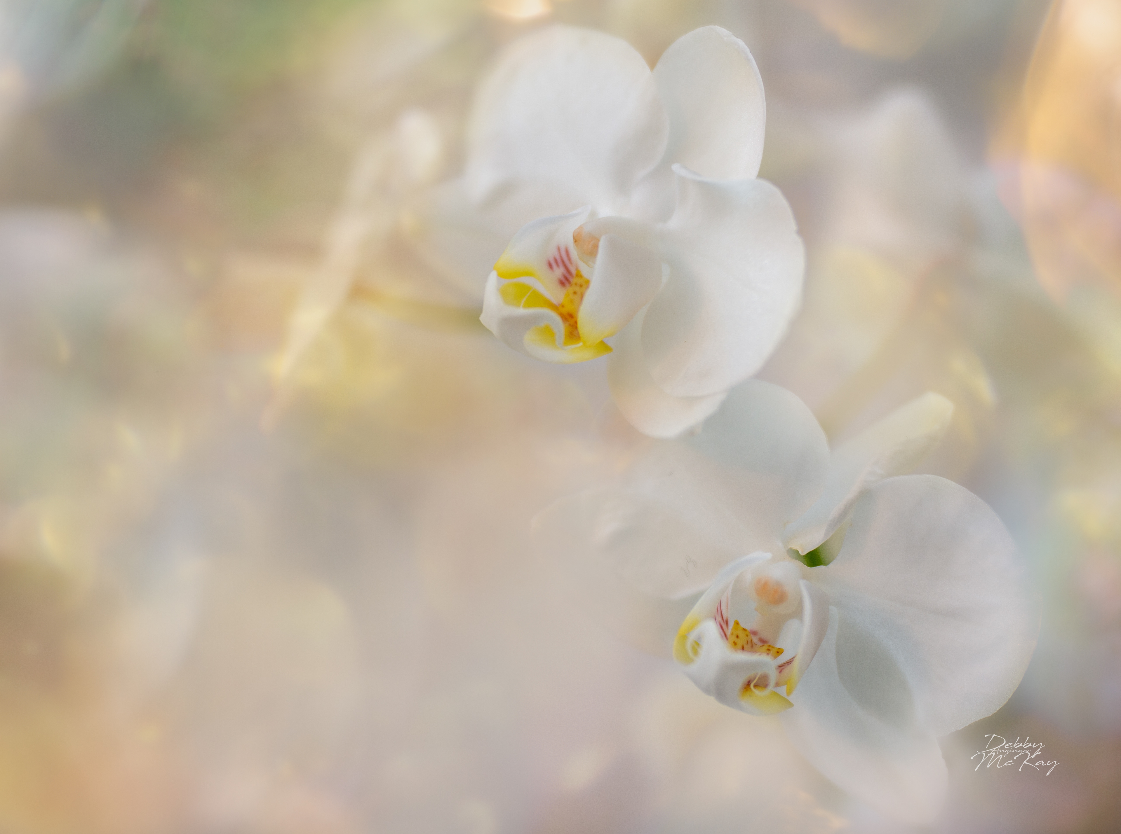 White Orchid