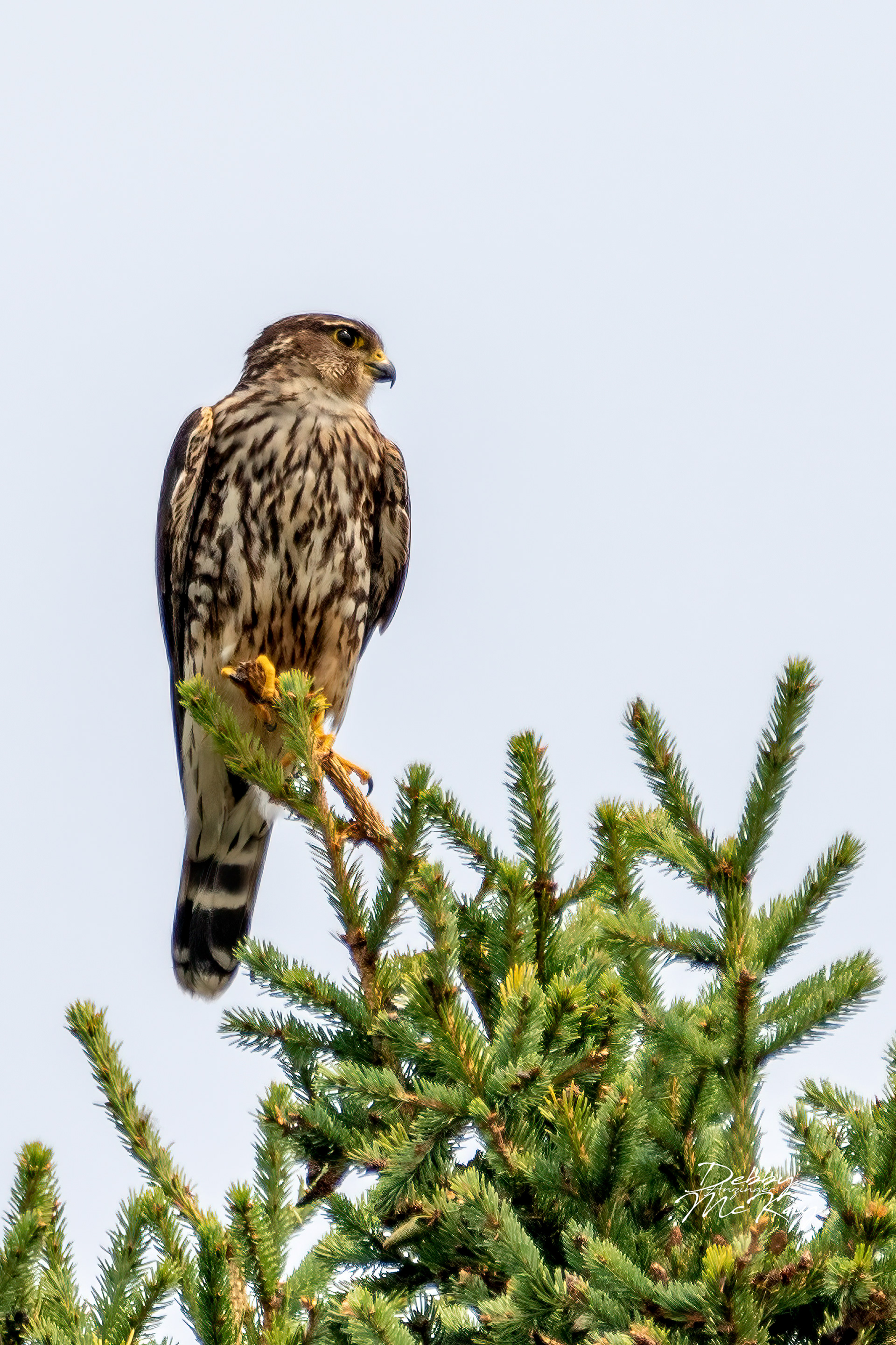 Merlin