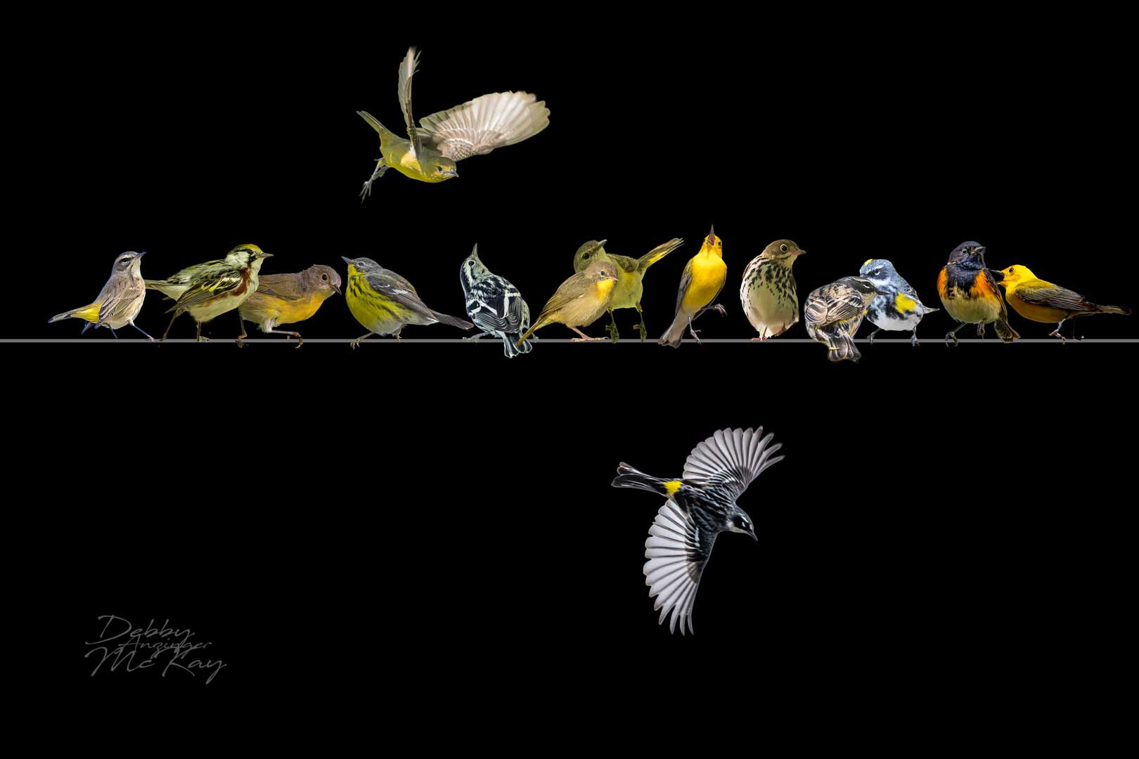 Online Dating - Warblers