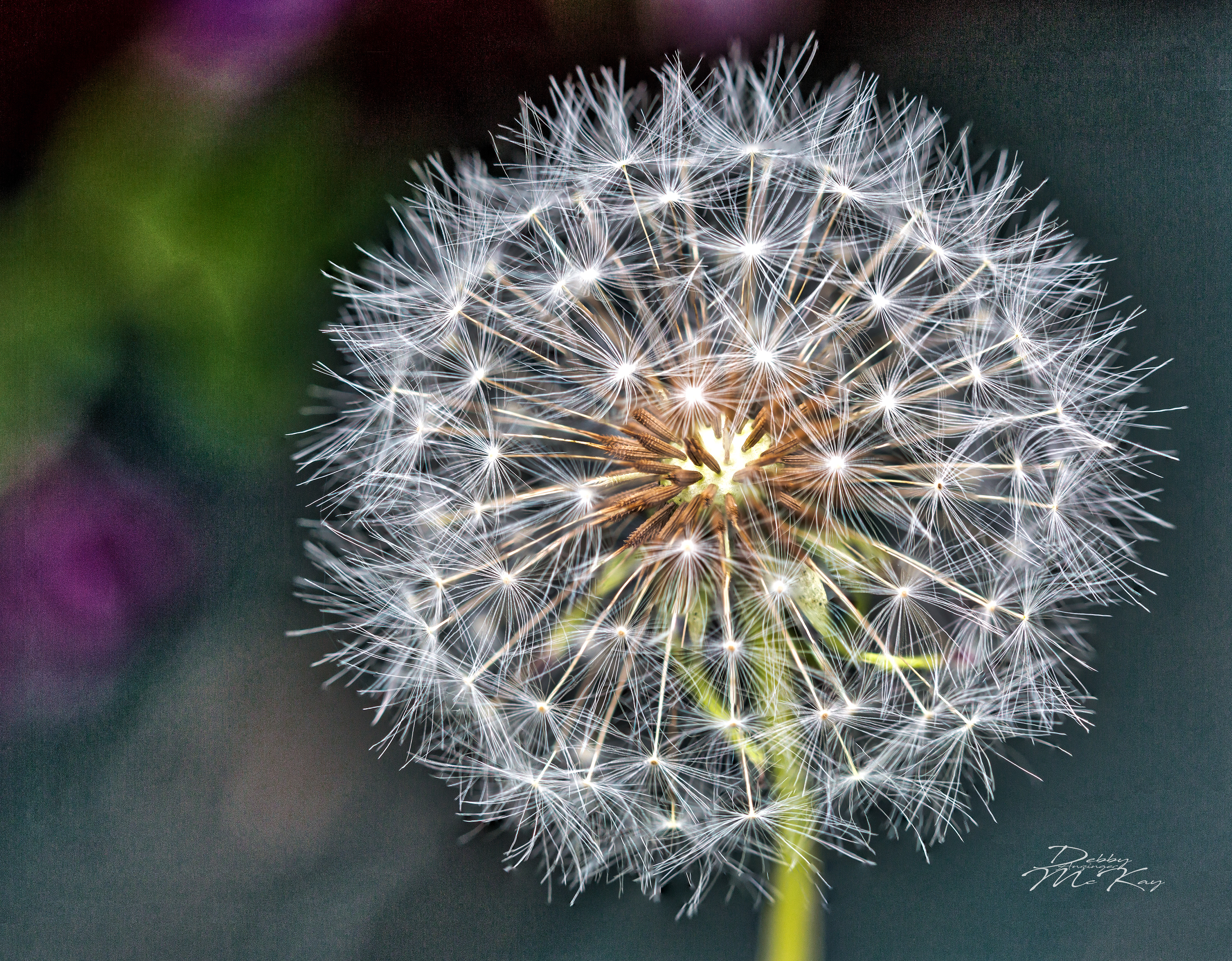 Dandelion clock