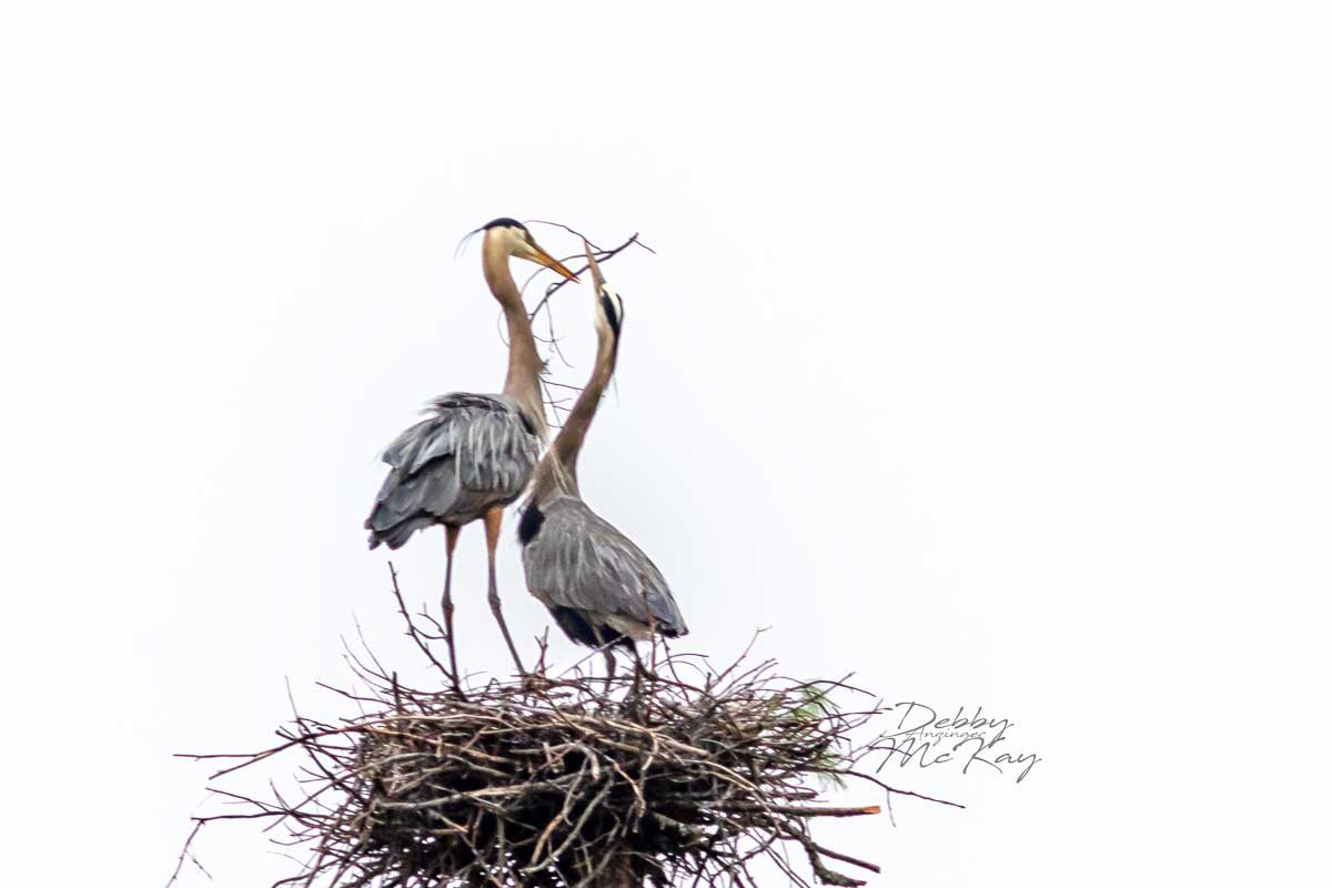 Great Blue Heron