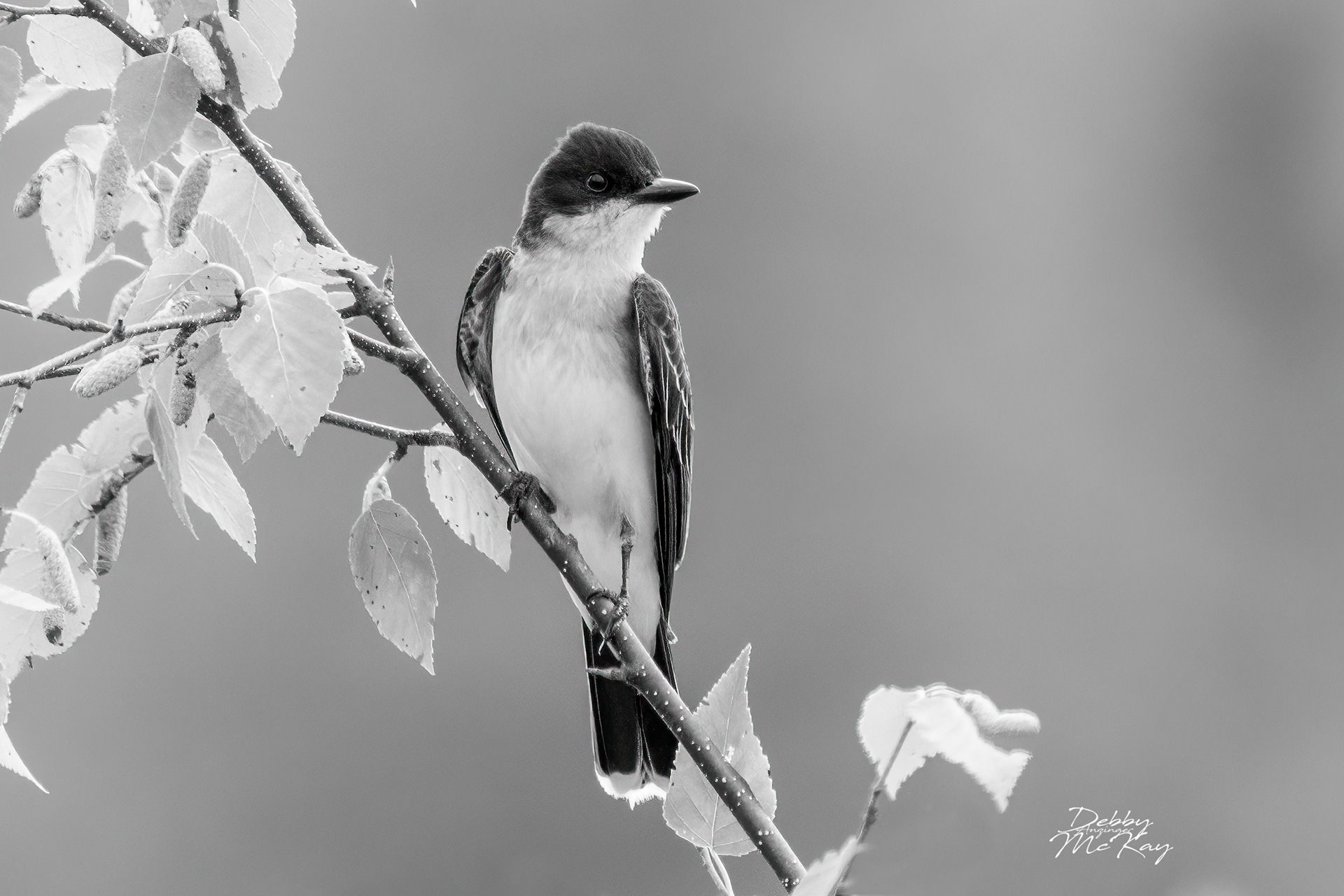 Eastern Kingbird