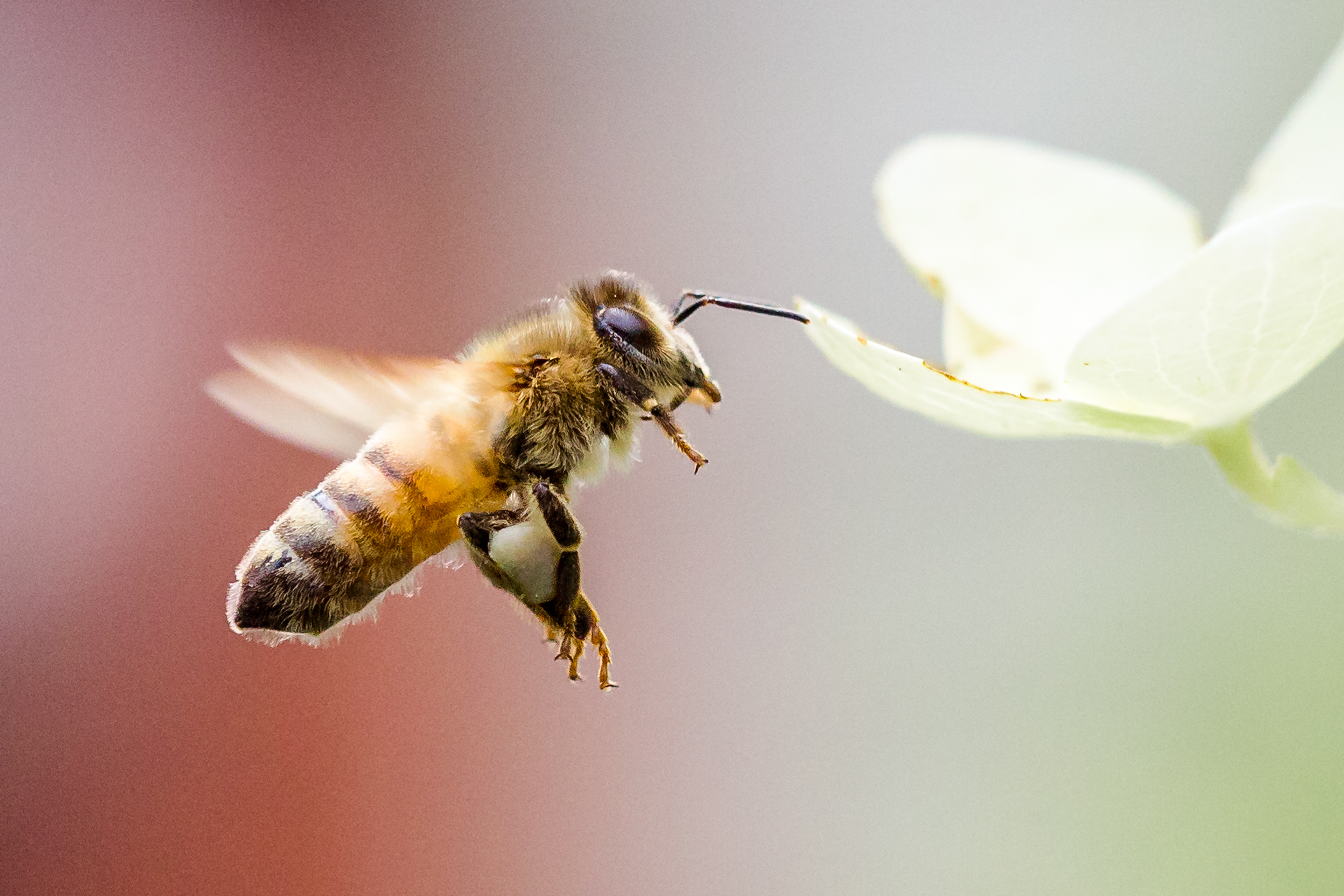 Honey bee