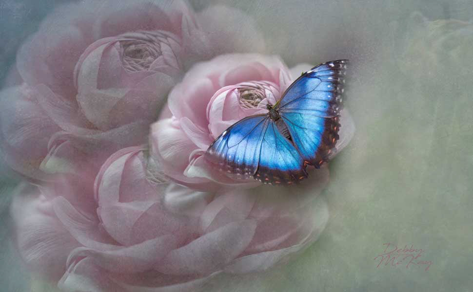 Blue Morph Butterfly and Ranunculus