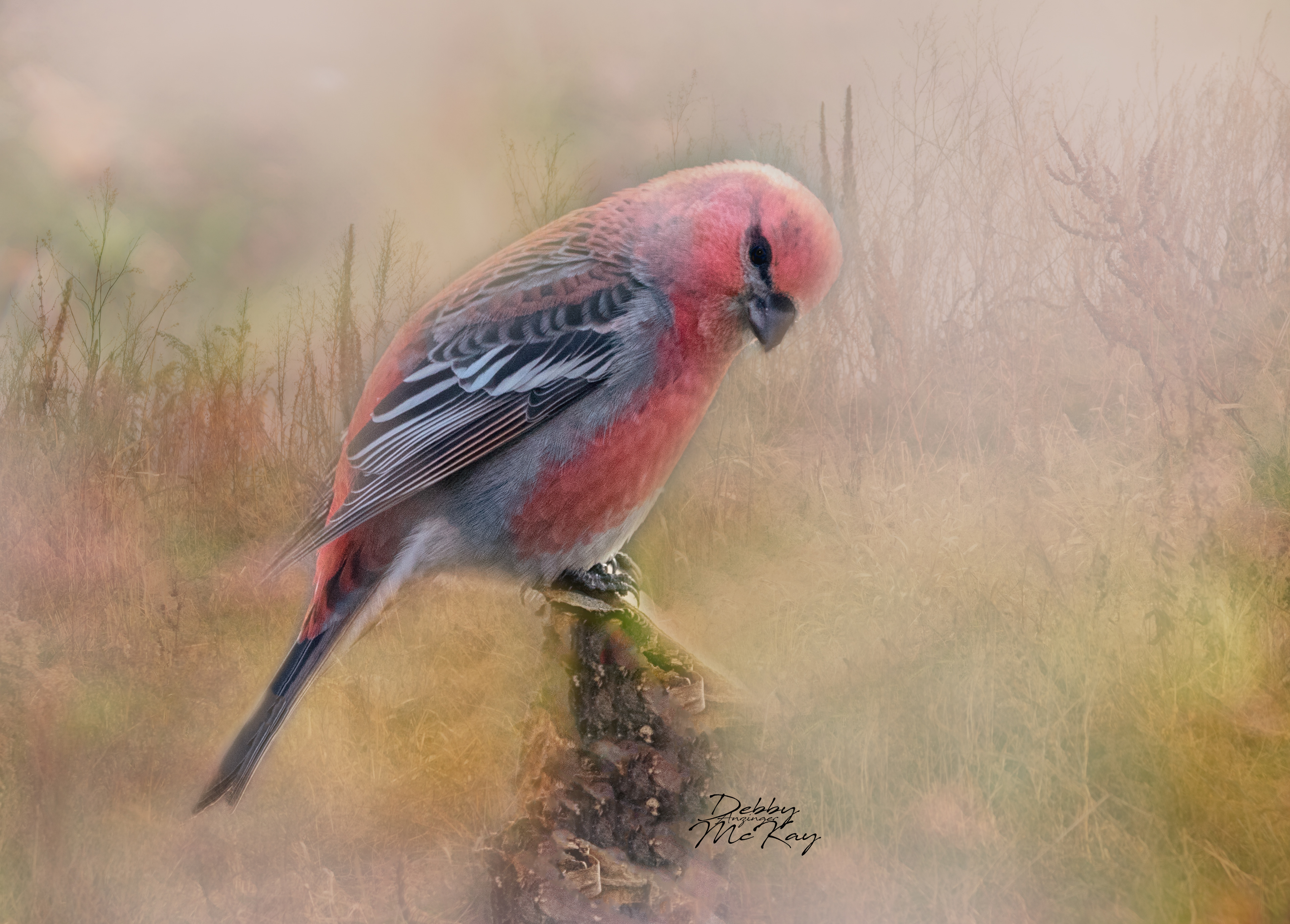 Pine Grosbeak
