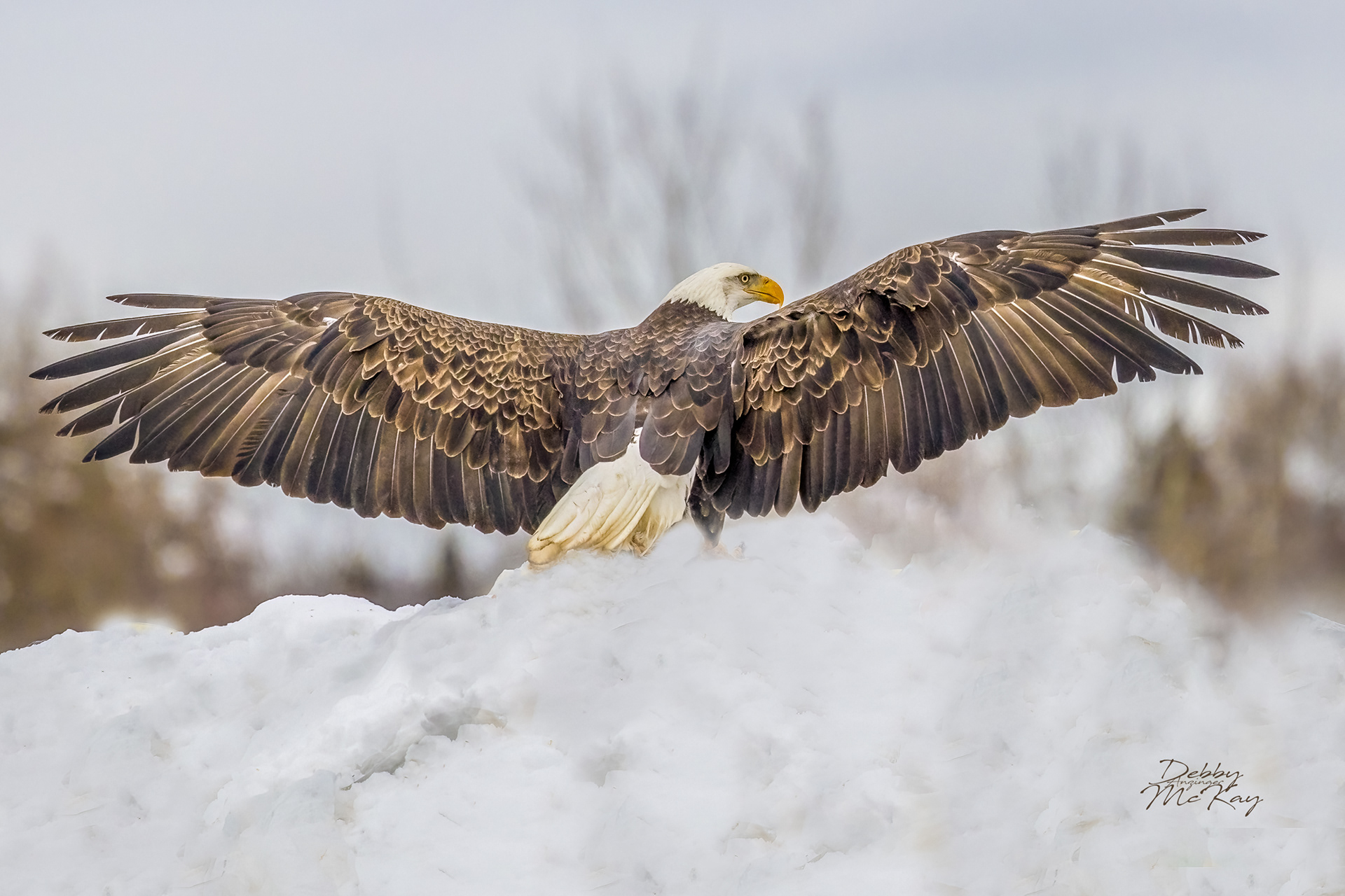 Spread your wings