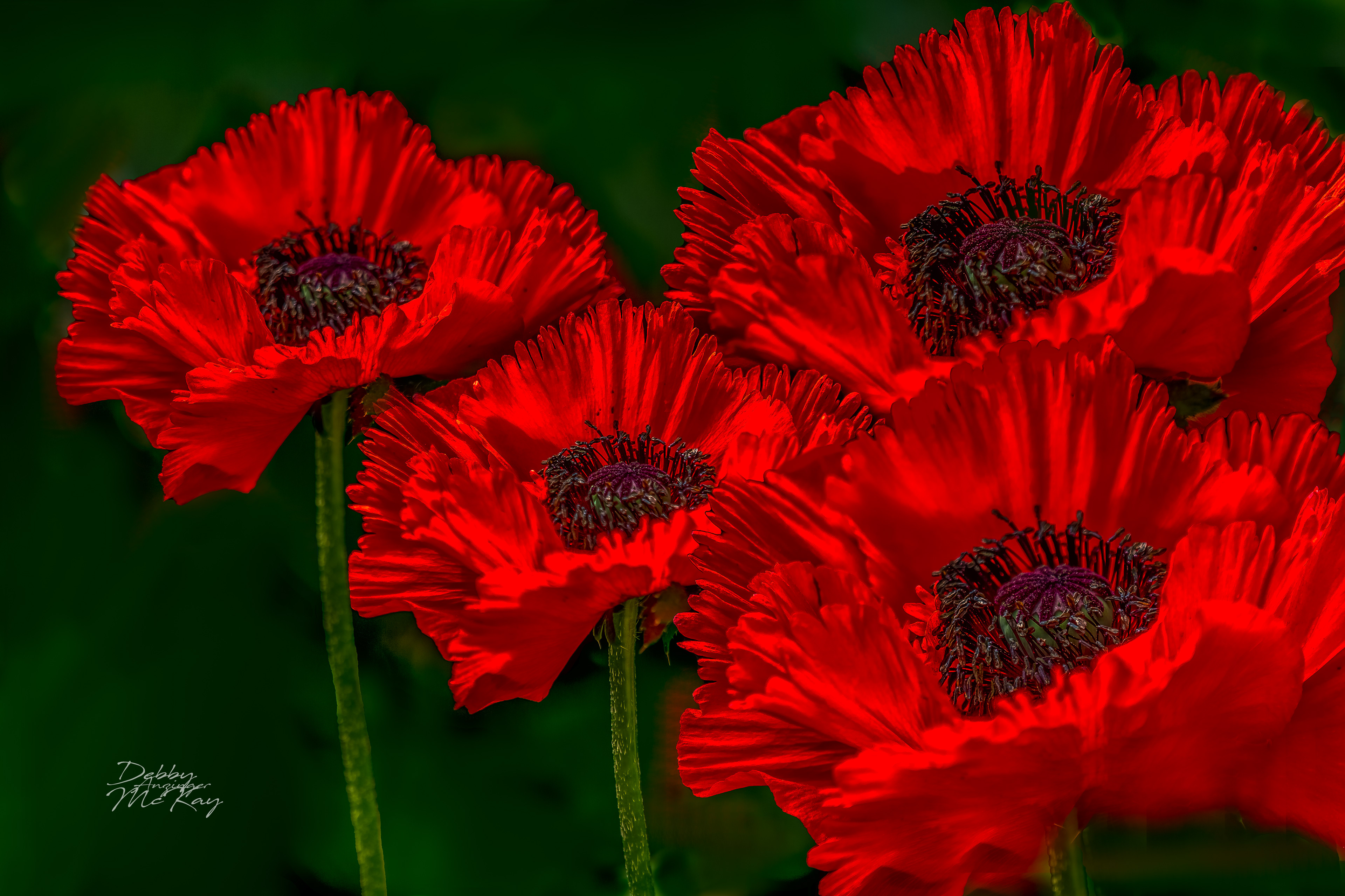Poppies in remembrance 