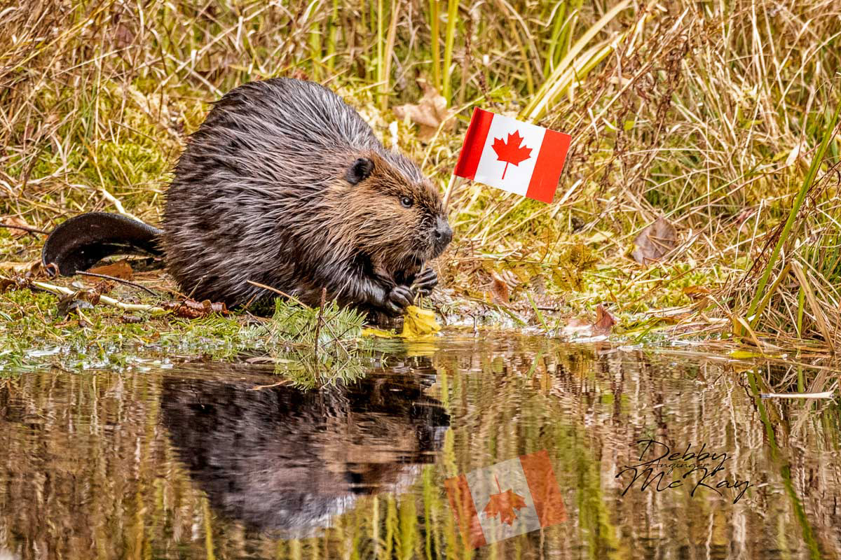 Oh Canada