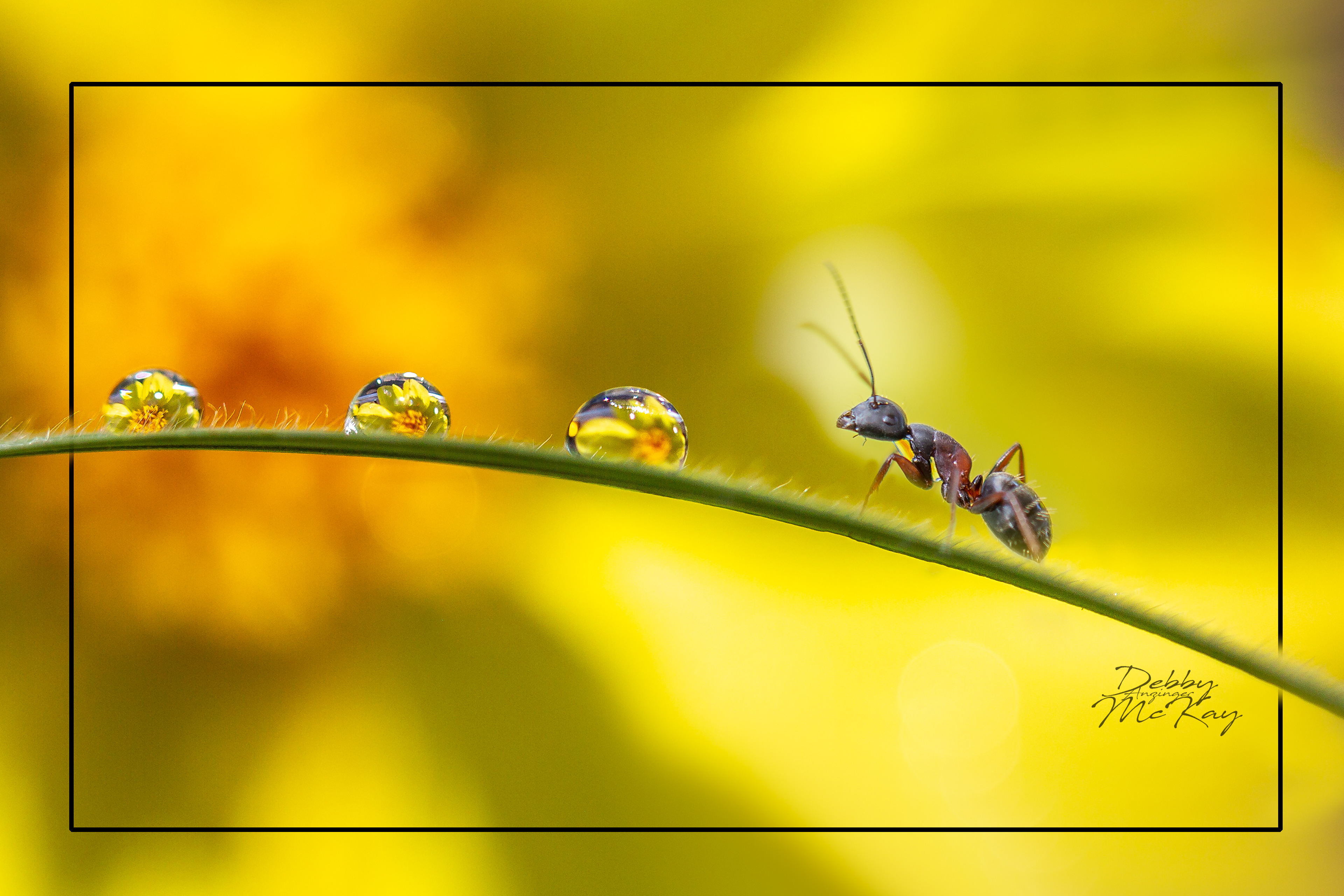 Ant and water drops