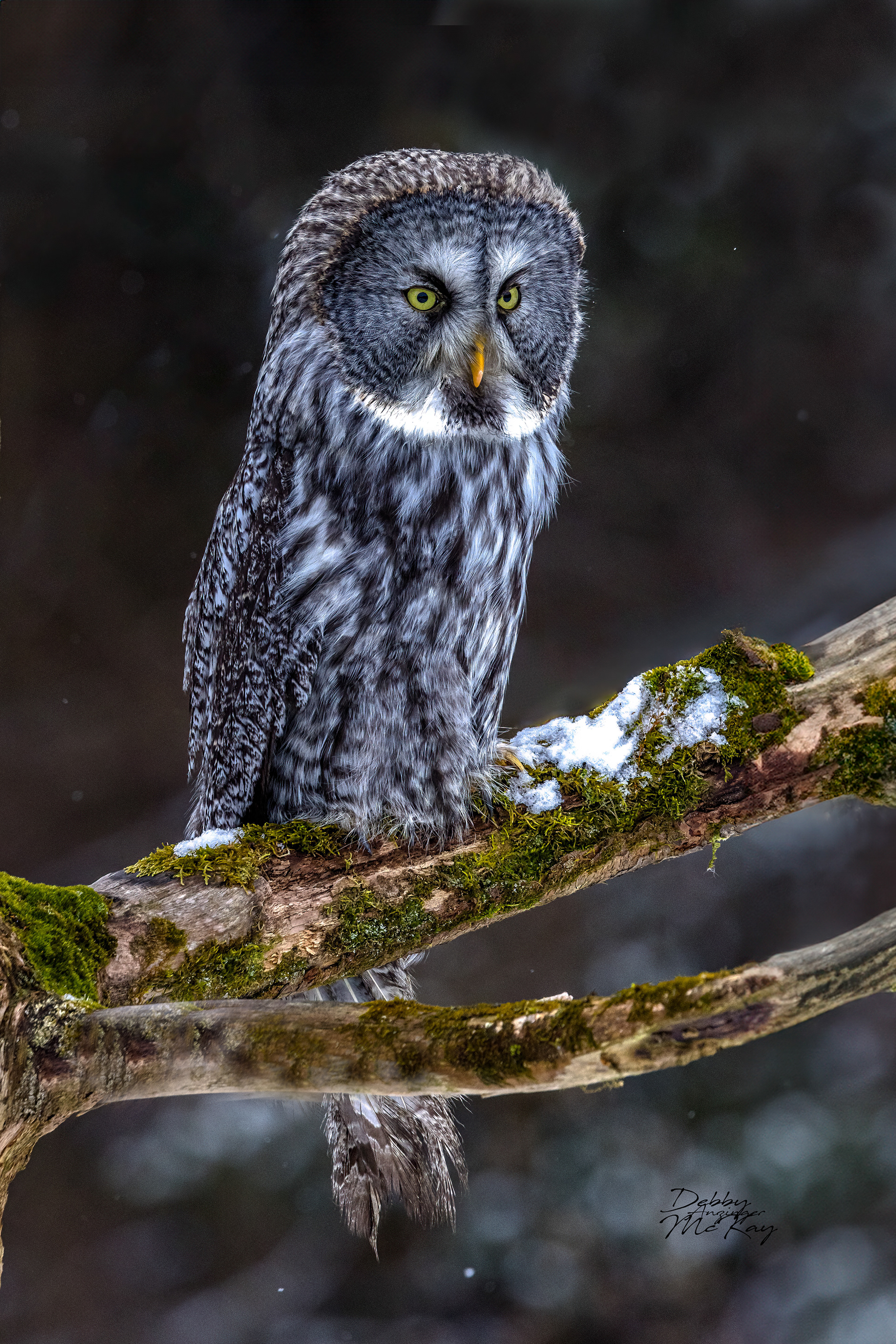 Great Gray Owl