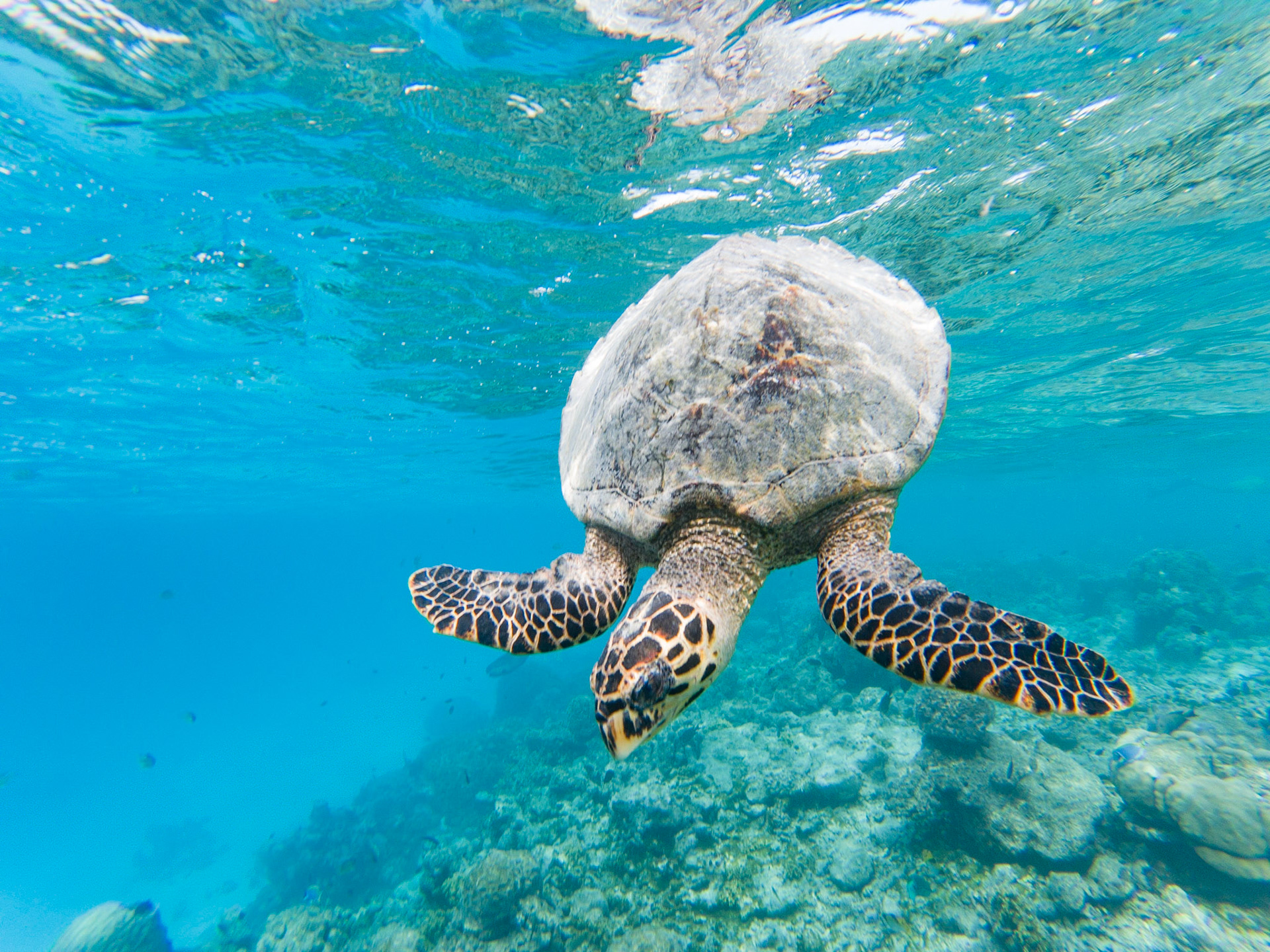 Malediven - Unterwasserschildkröte