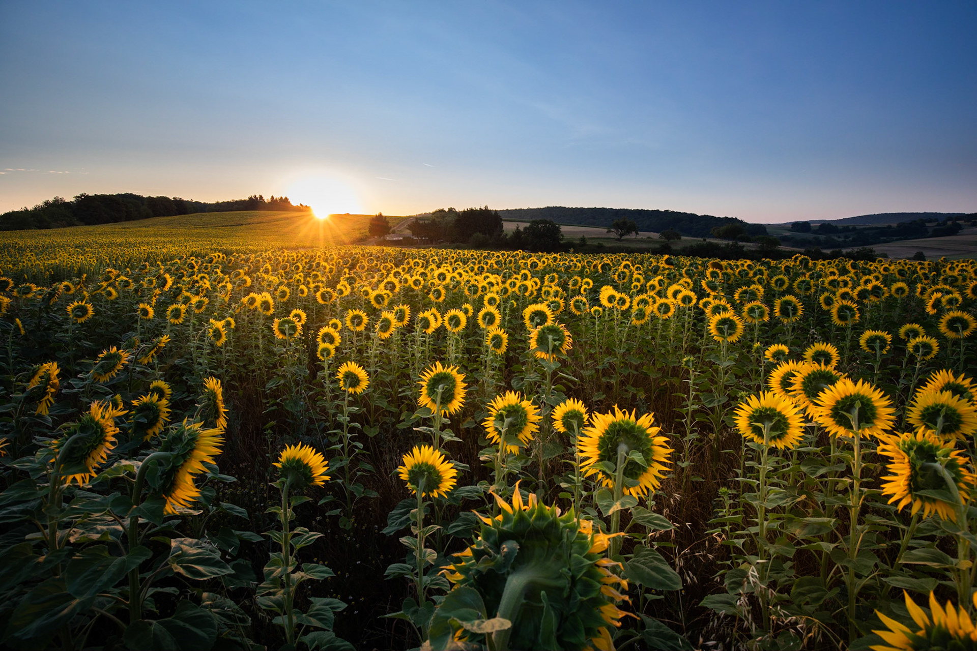 Nidda - Sonnenblumenfeld bei Sonnenfaugang