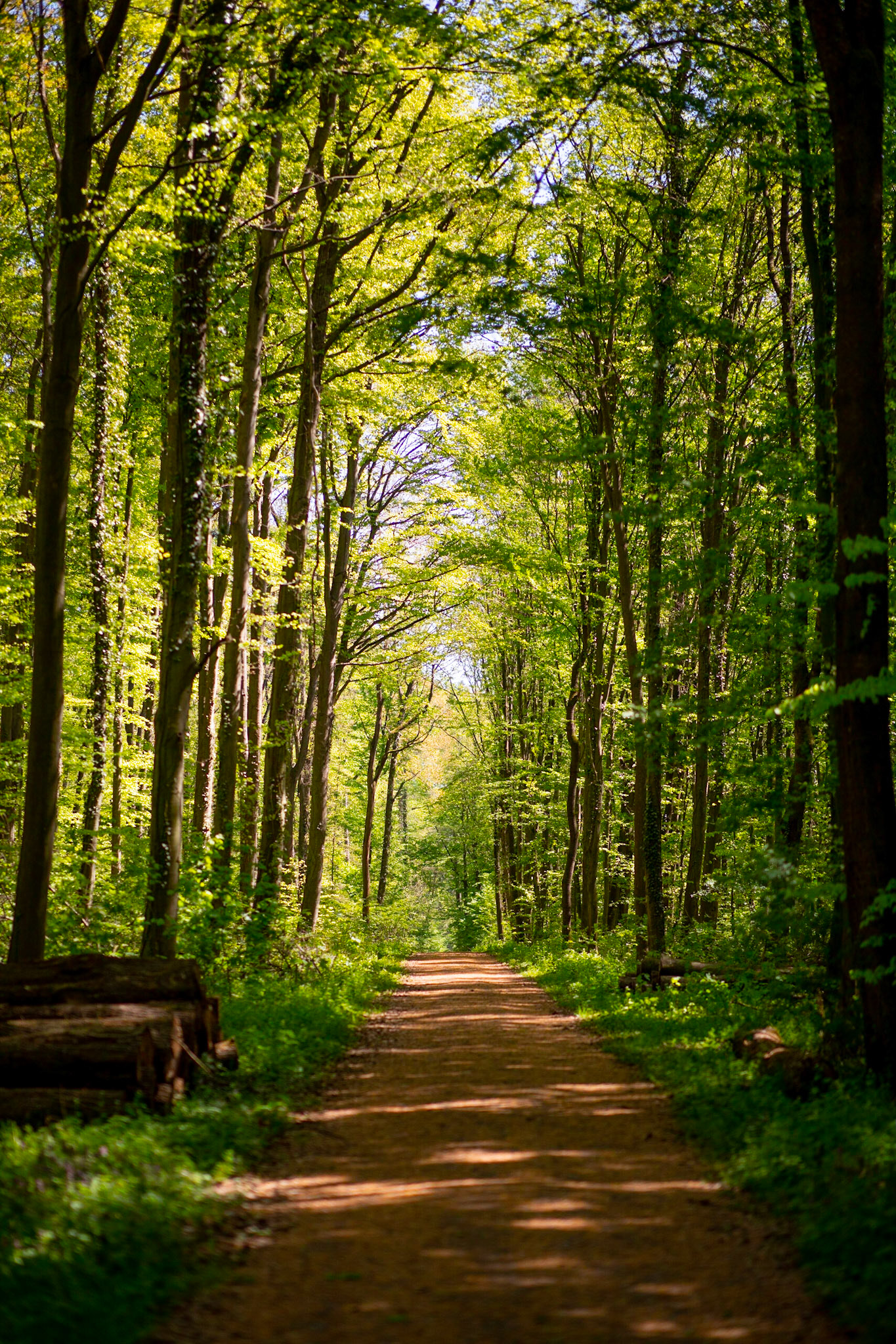Hungen - Waldweg im Frühling