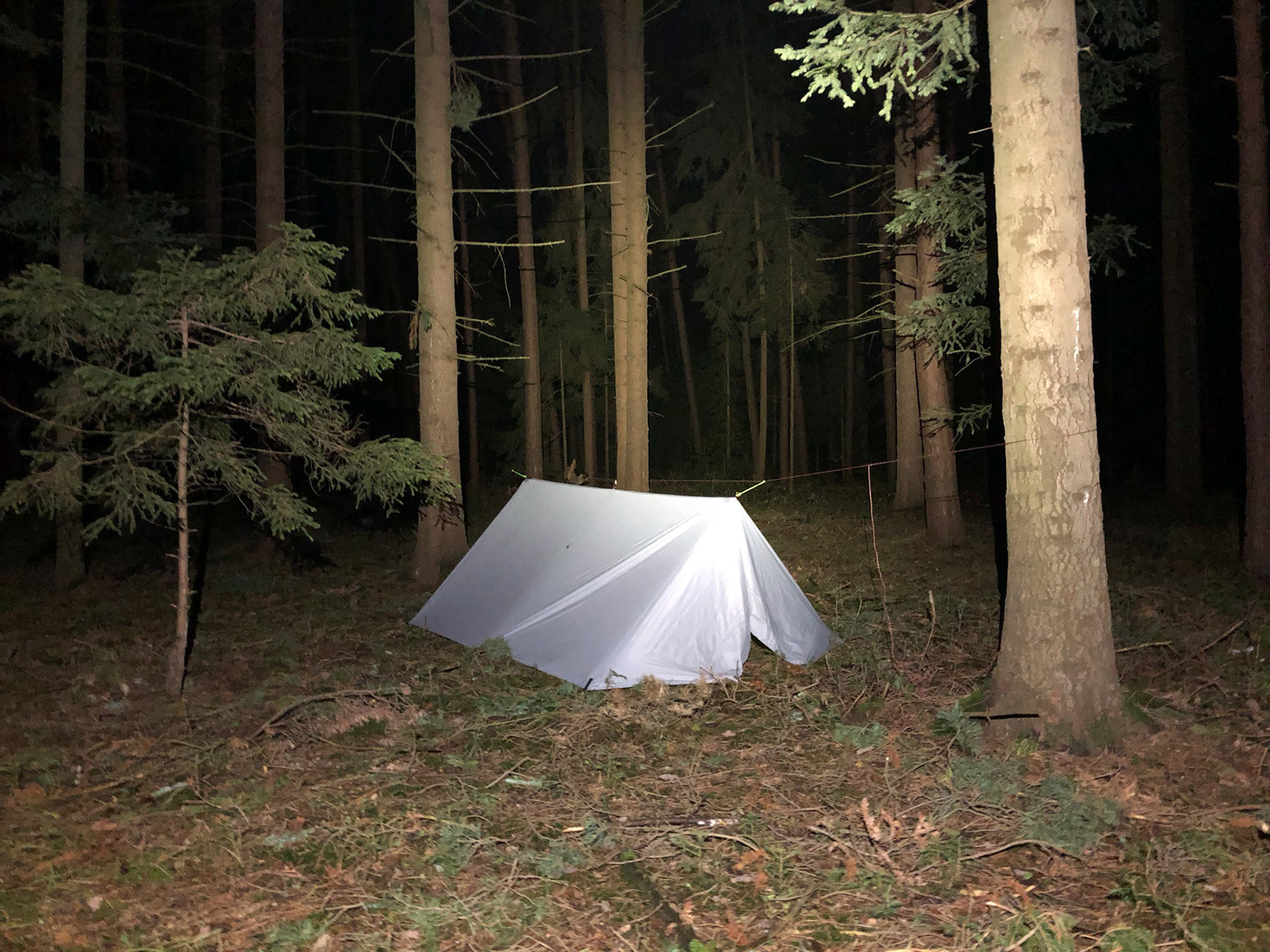 In het bos in Tsjechie