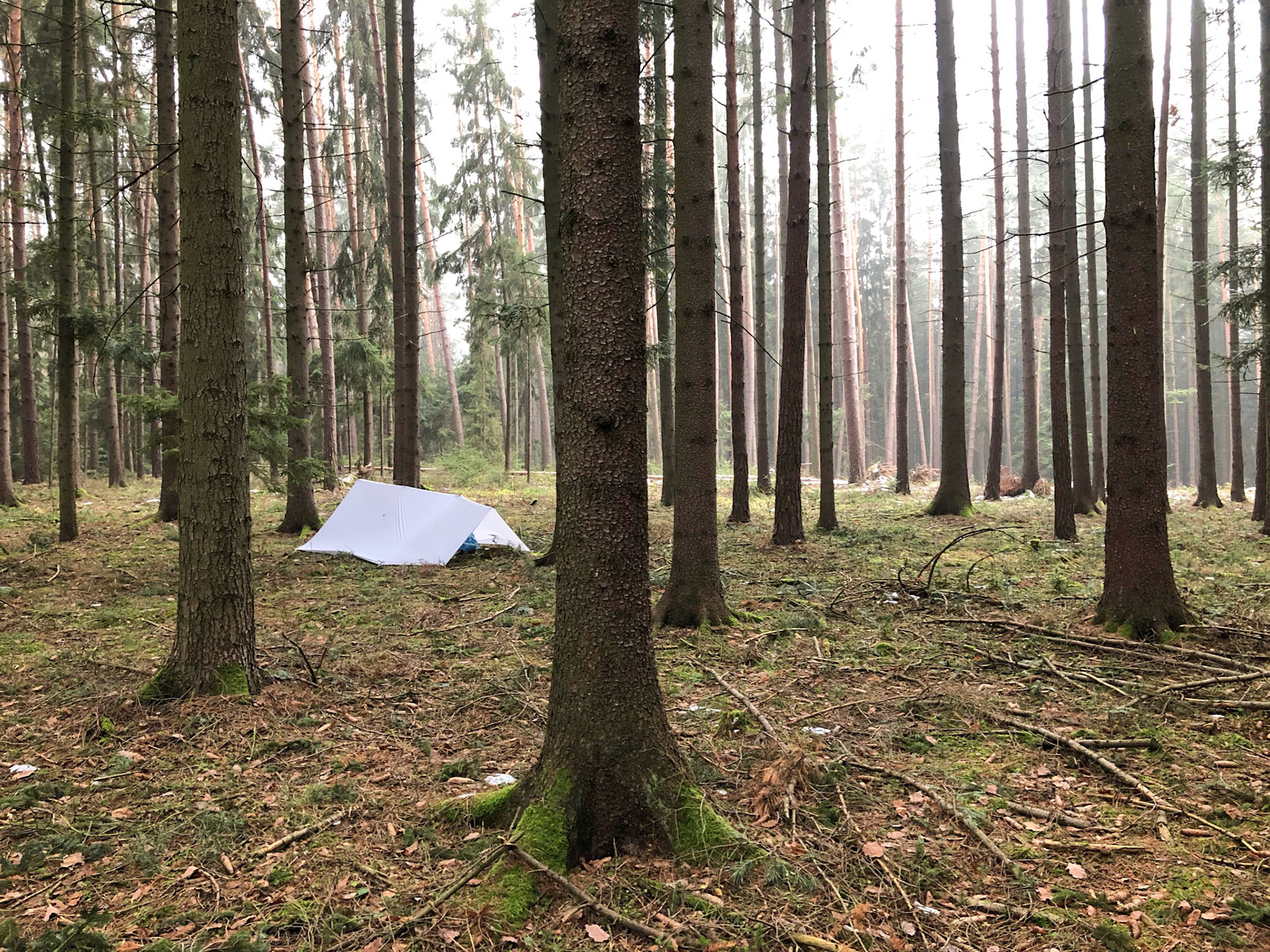 Nog een bos in Tsjechie