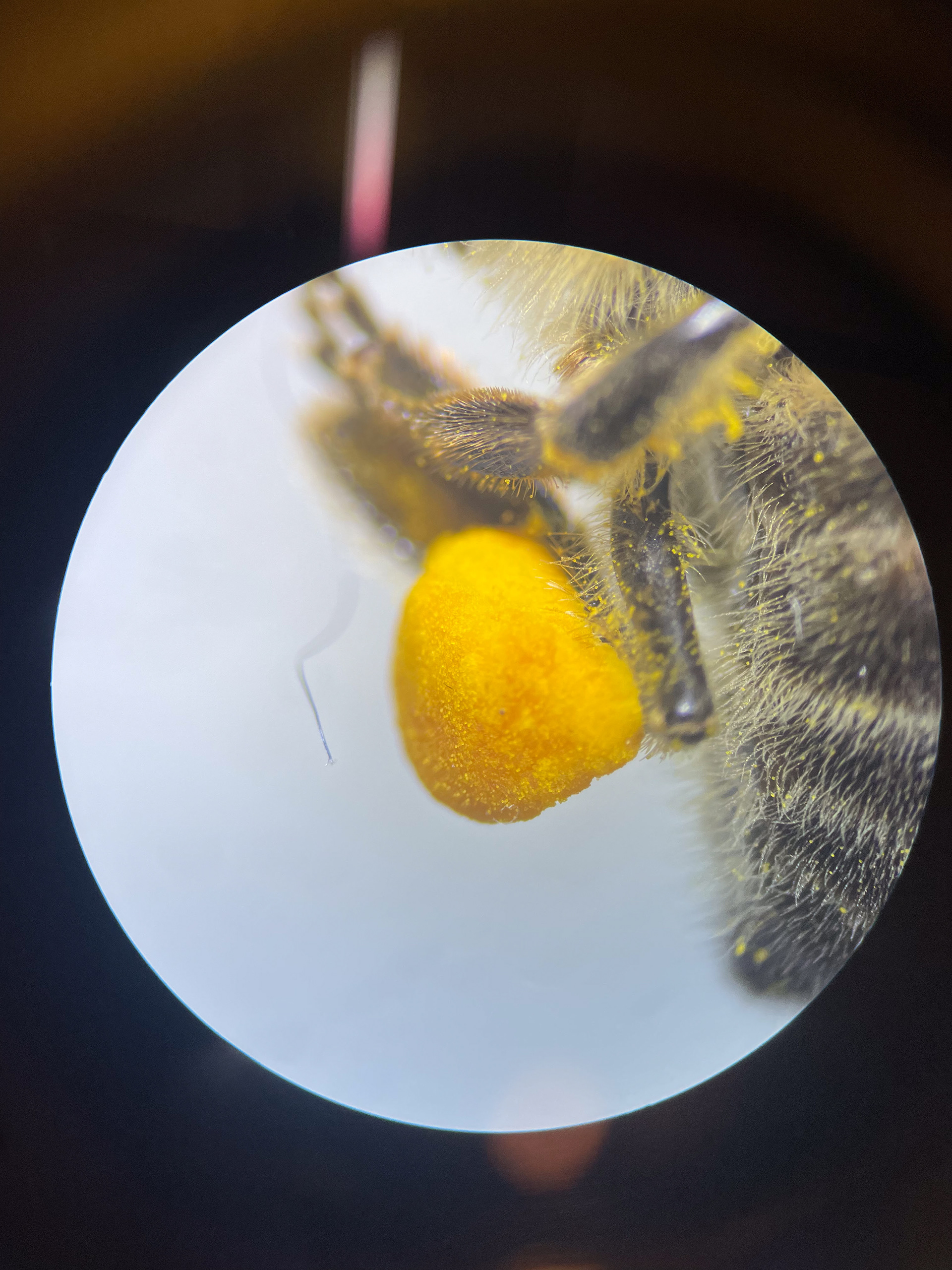 pollen sac on bee