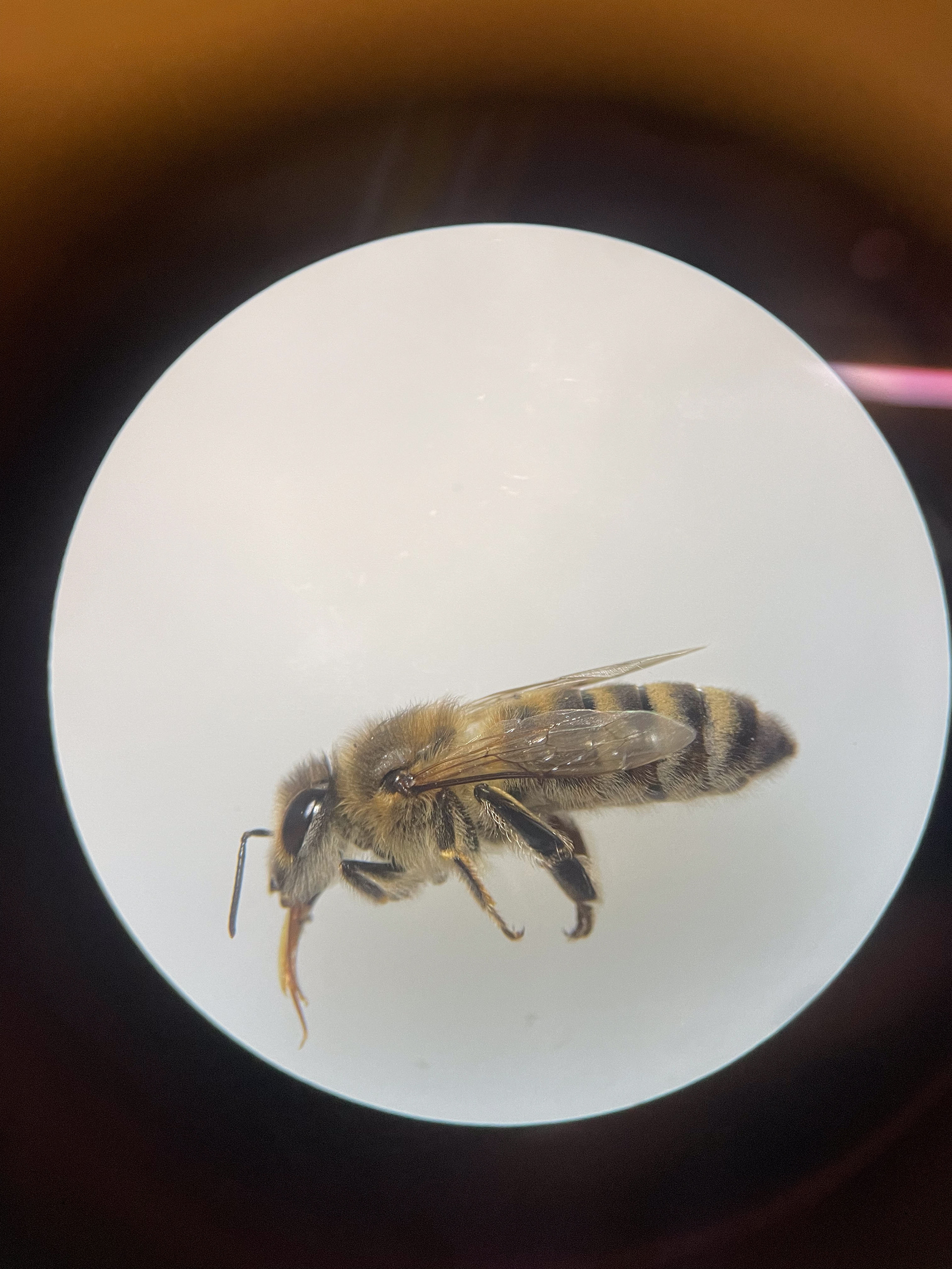 queen bee