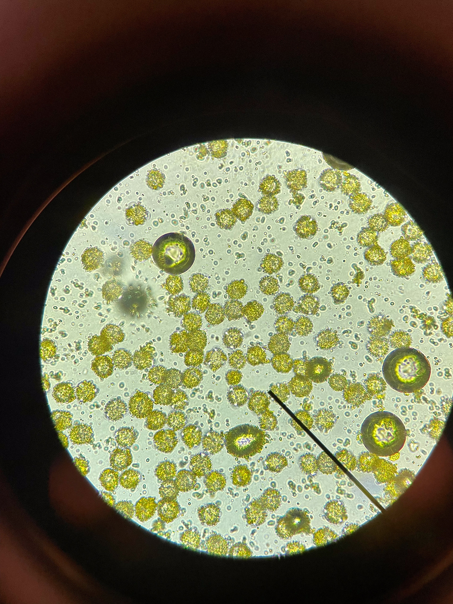 pollen